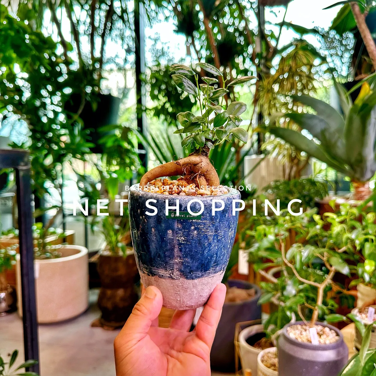 【植物専門店barrelplants、ネットショッピング追加...