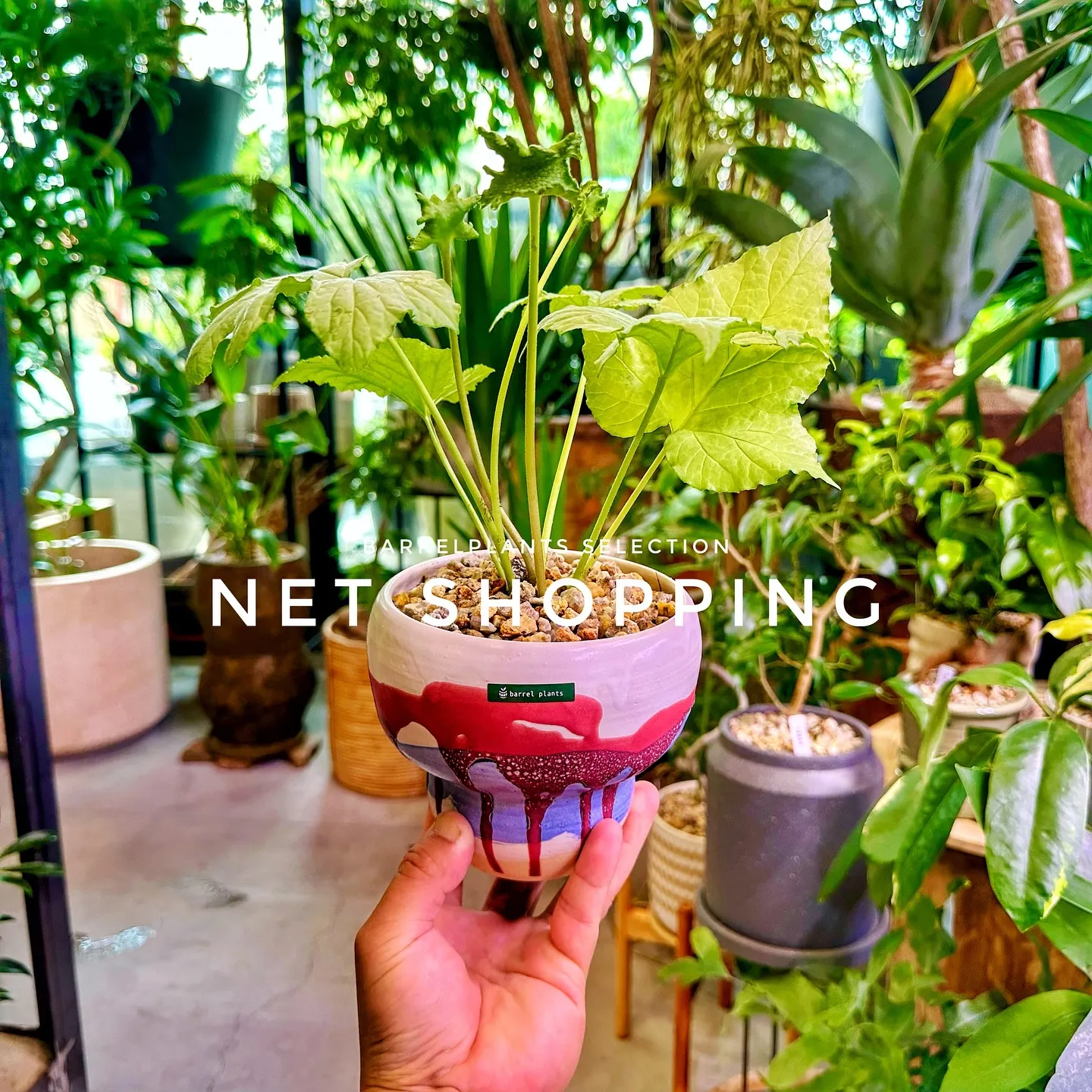 【植物専門店barrelplants、ネットショッピング追加...