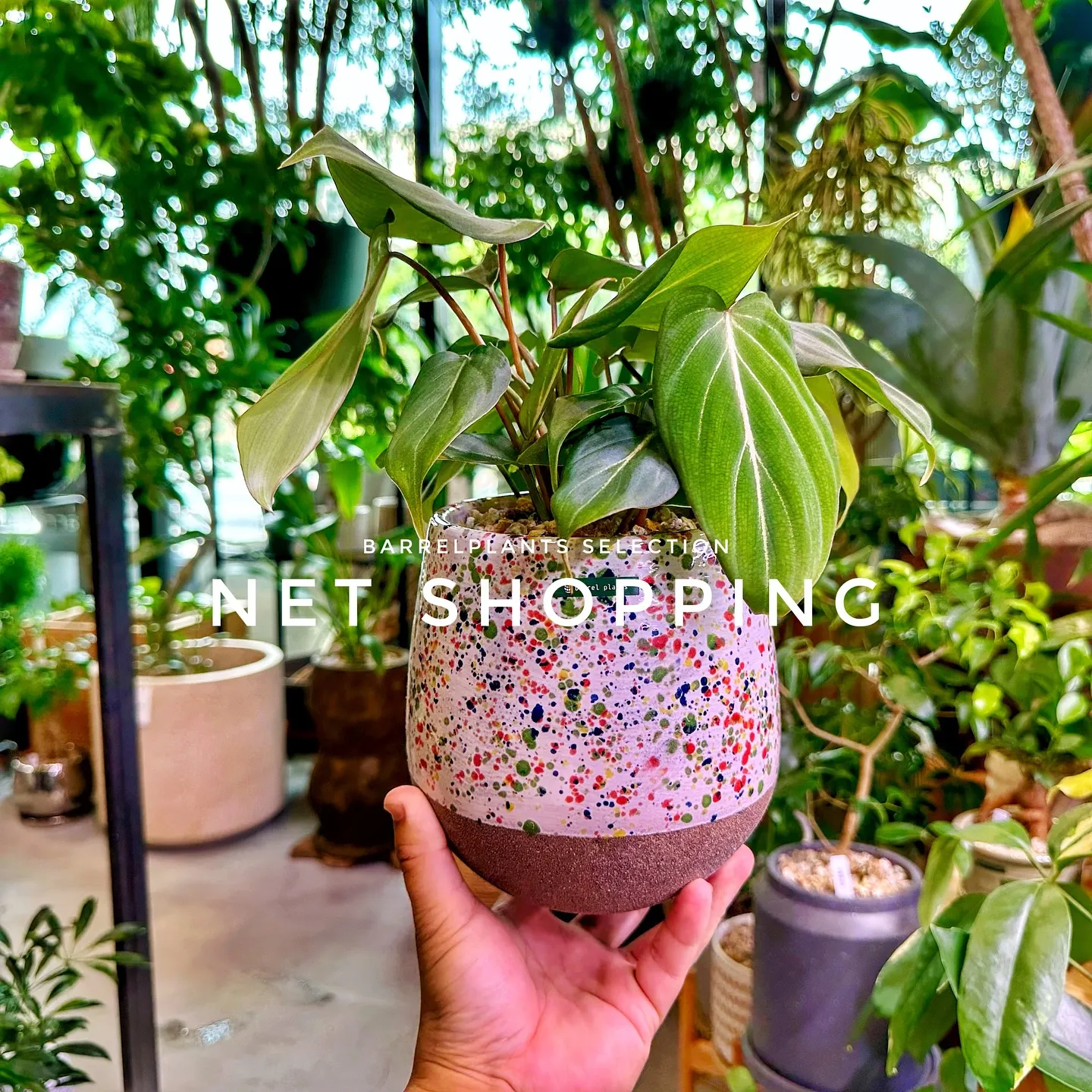 【植物専門店barrelplants、ネットショッピング追加...