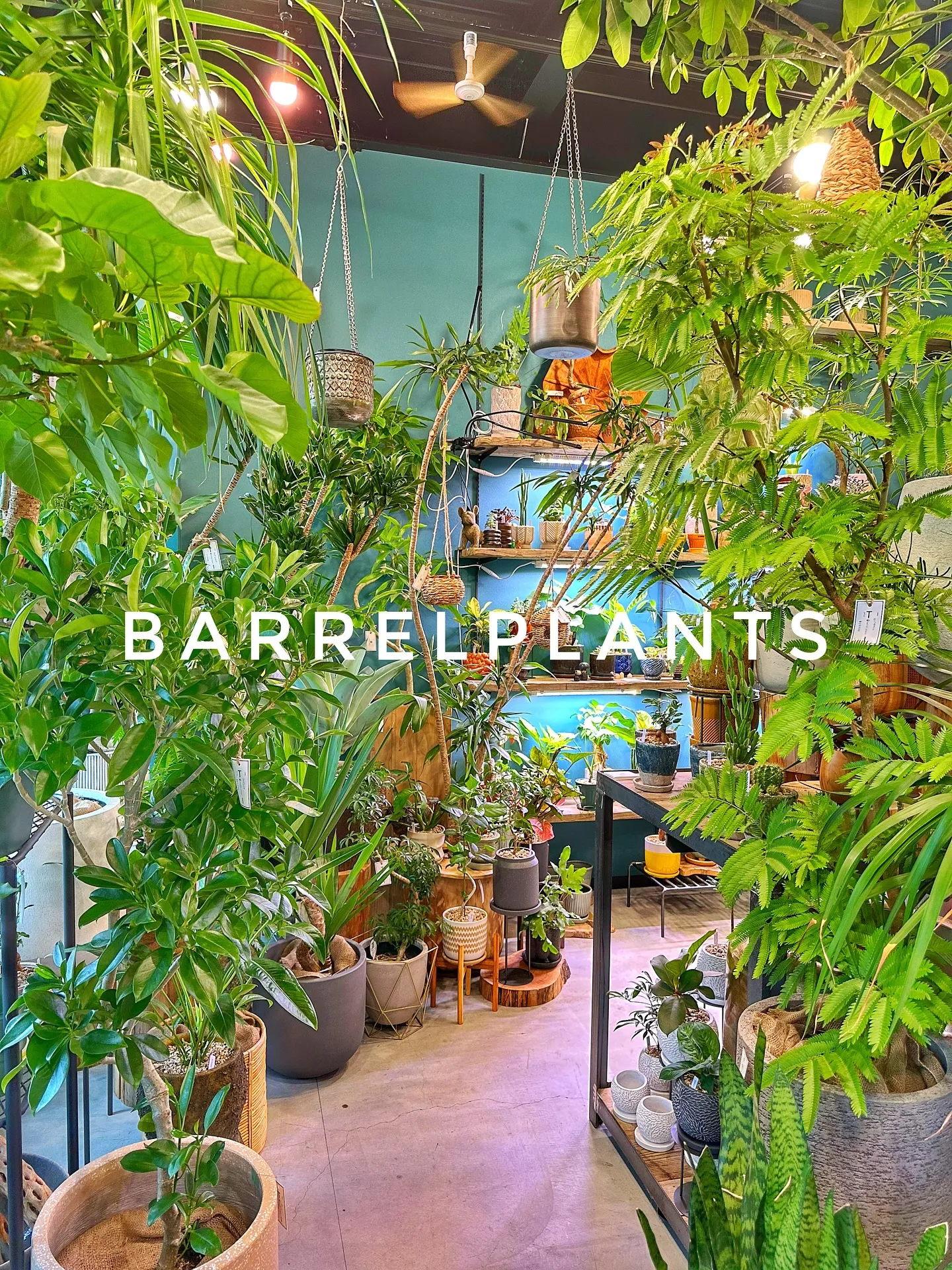 【こだわりの植物と鉢のお店、植物専門店バーレルプランツ】