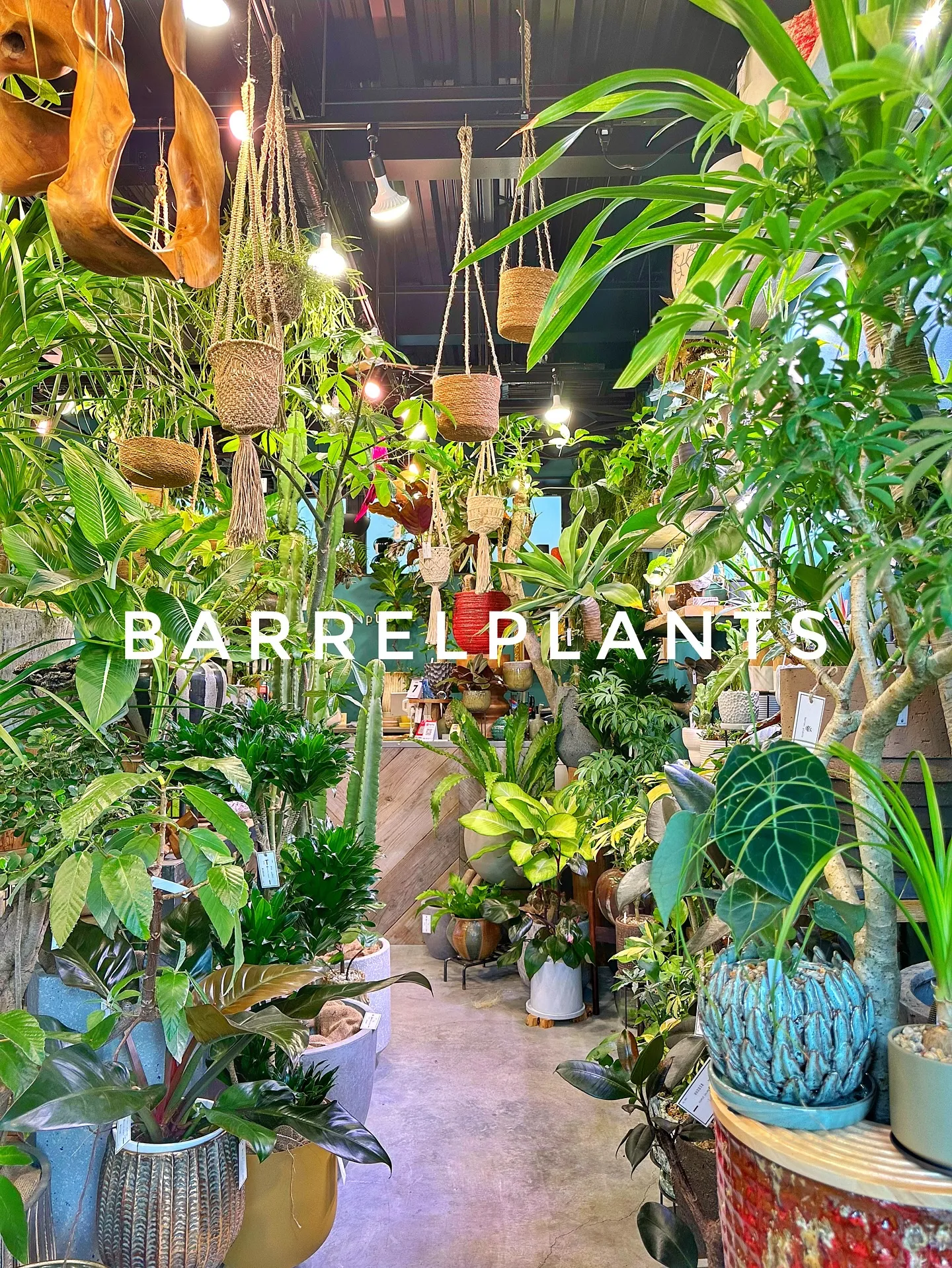 【こだわりの植物と鉢のお店、植物専門店バーレルプランツ】