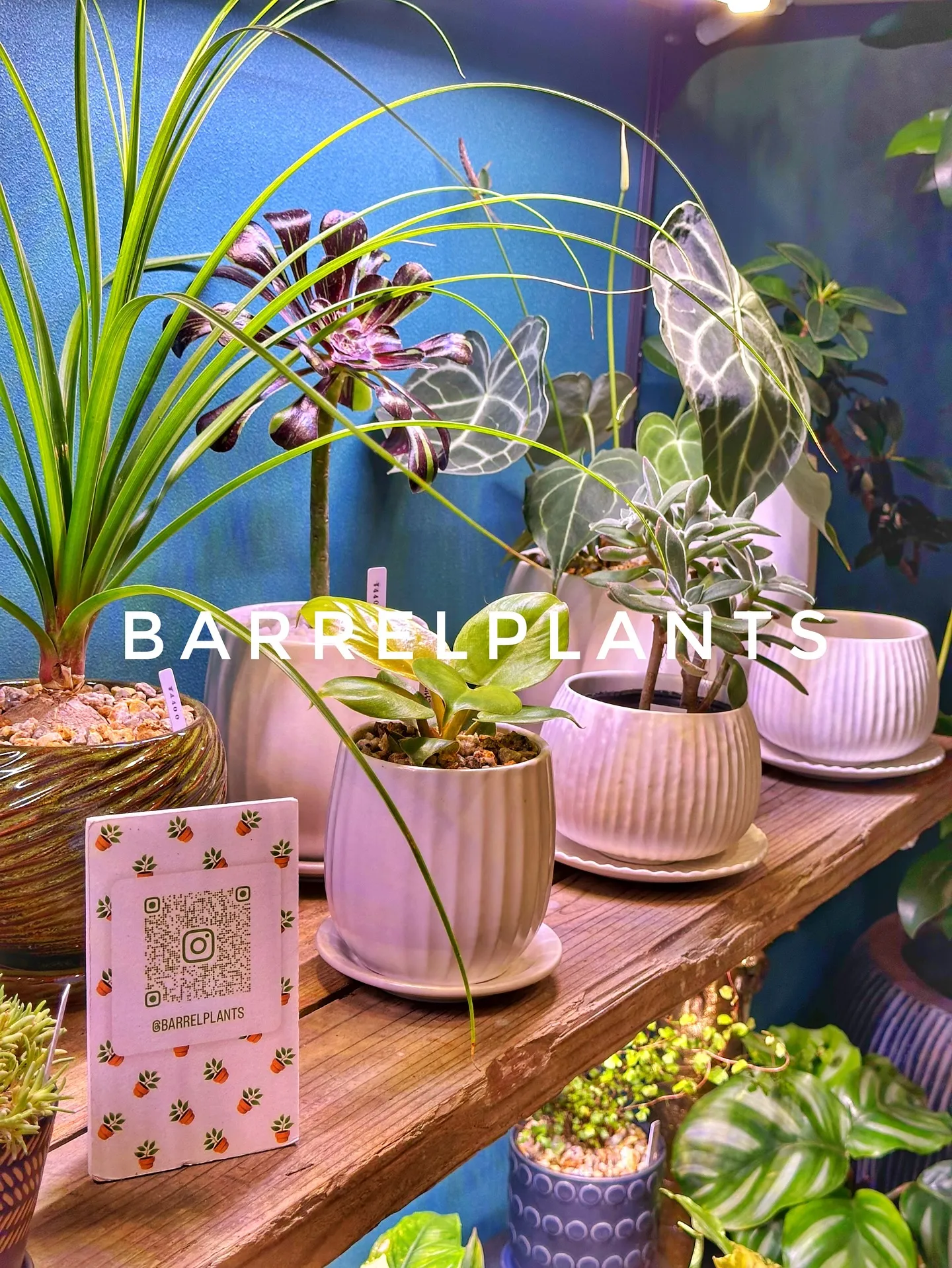【こだわりの植物と鉢のお店、植物専門店バーレルプランツ】
