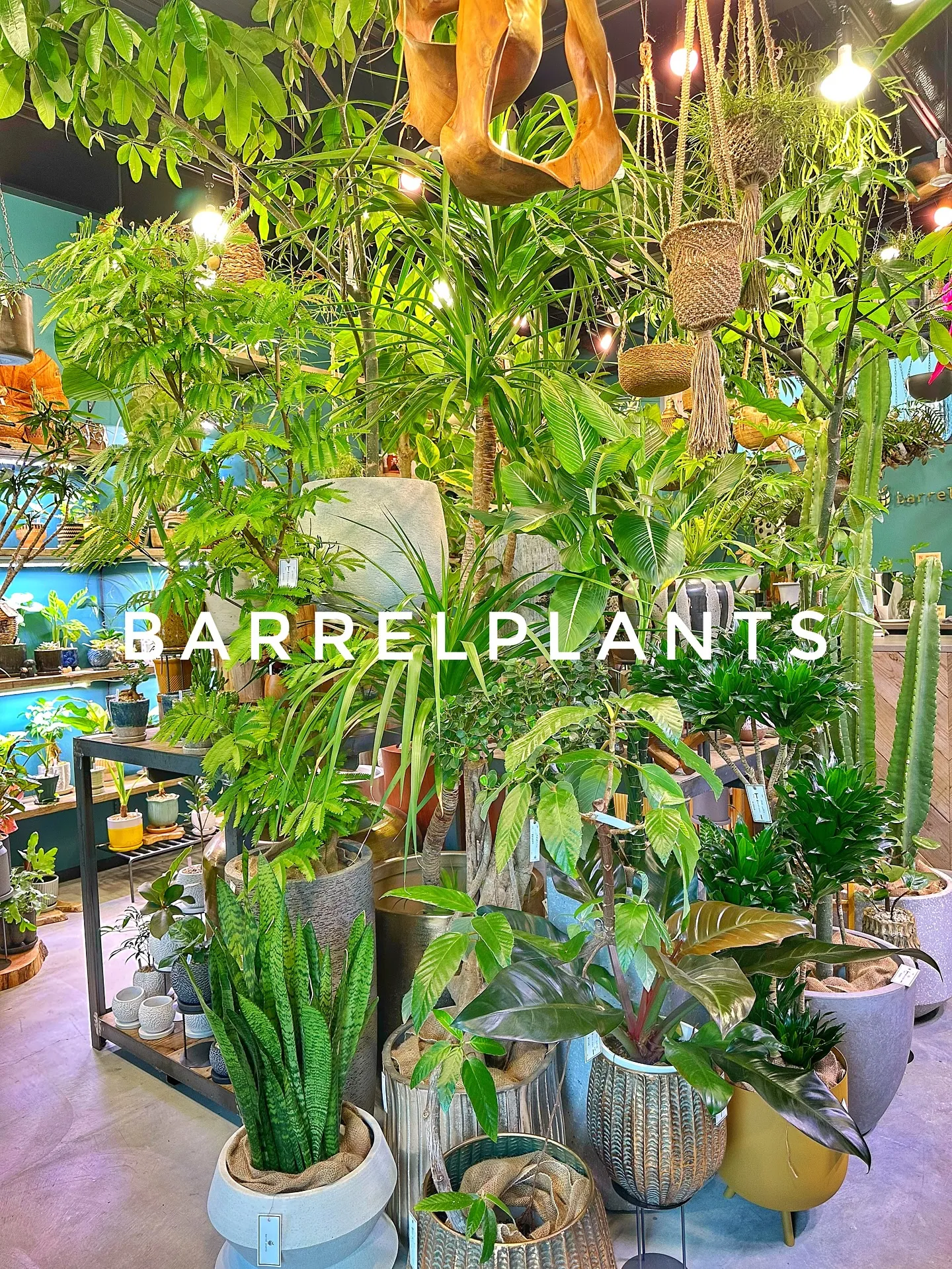 【こだわりの植物と鉢のお店、植物専門店バーレルプランツ】