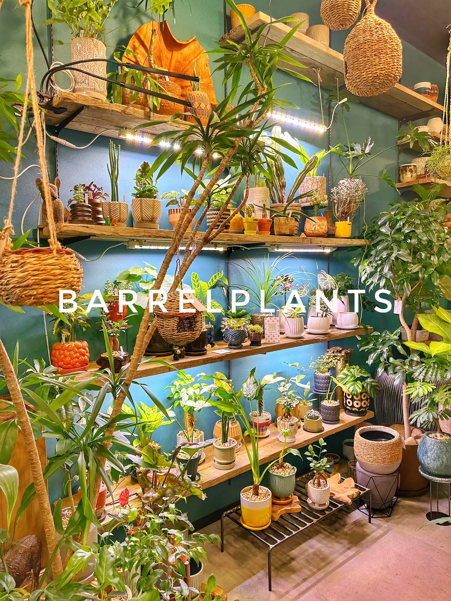 【こだわりの植物と鉢のお店、植物専門店バーレルプランツ】
