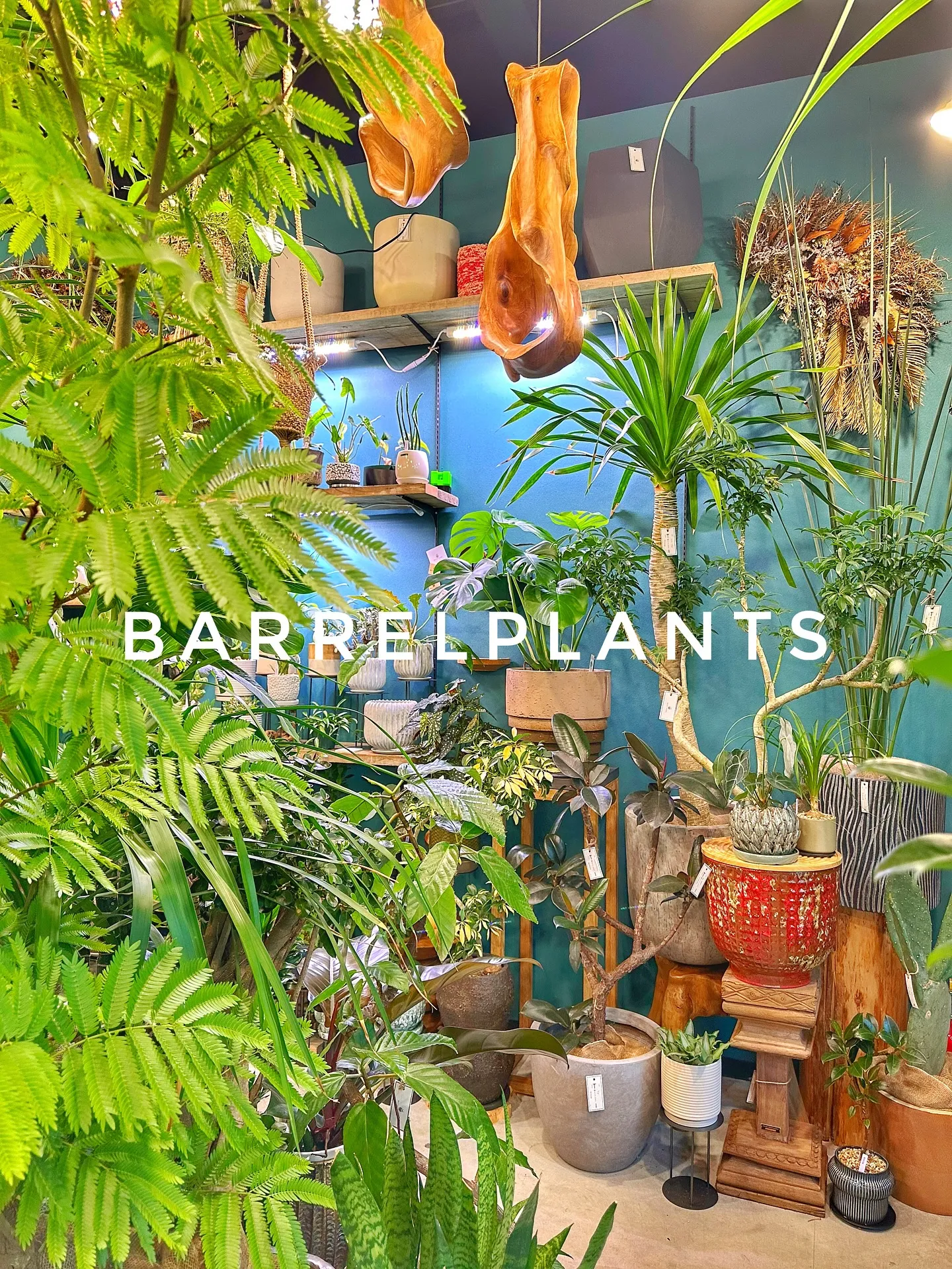 【こだわりの植物と鉢のお店、植物専門店バーレルプランツ】
