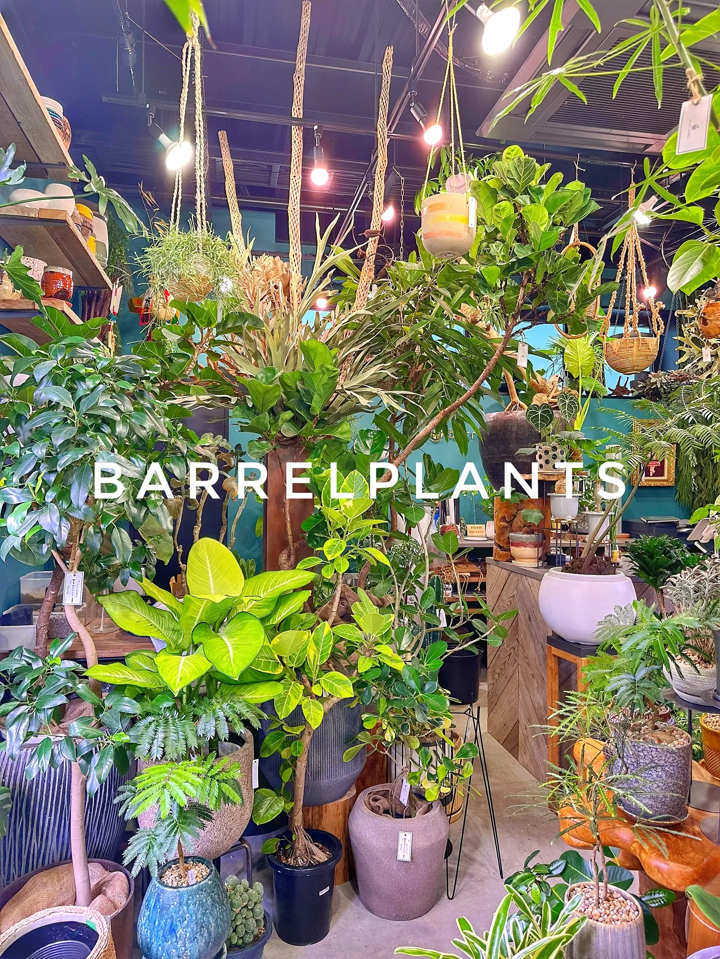 【こだわりの植物と鉢のお店、植物専門店バーレルプランツ】