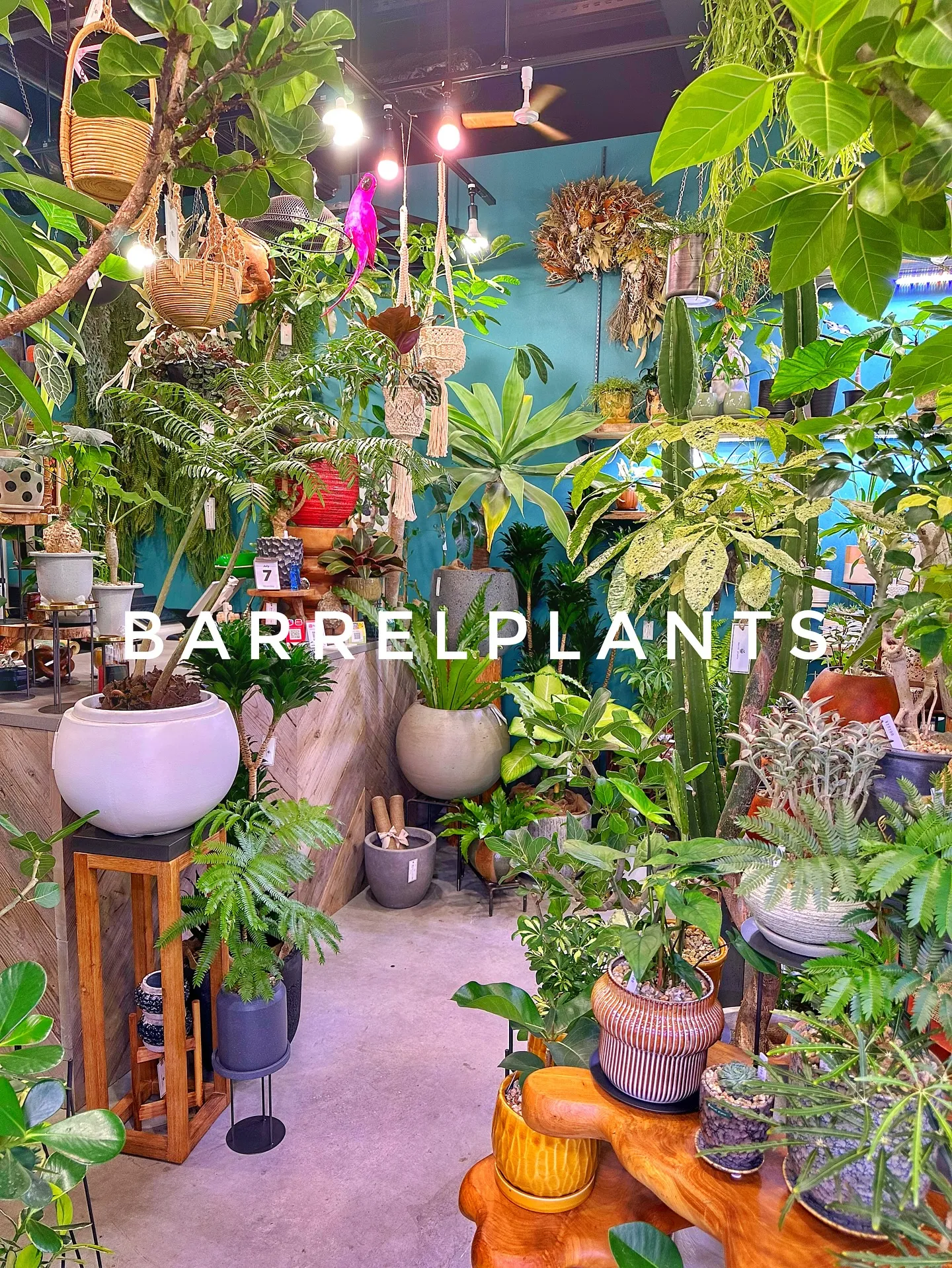 【こだわりの植物と鉢のお店、植物専門店バーレルプランツ】