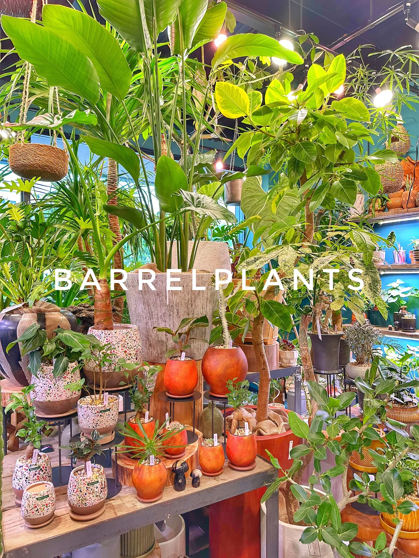 【こだわりの植物と鉢のお店、植物専門店バーレルプランツ】