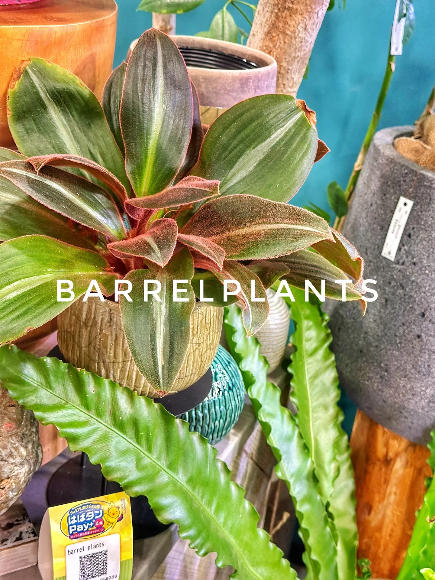 【こだわりの植物と鉢のお店、植物専門店バーレルプランツ】