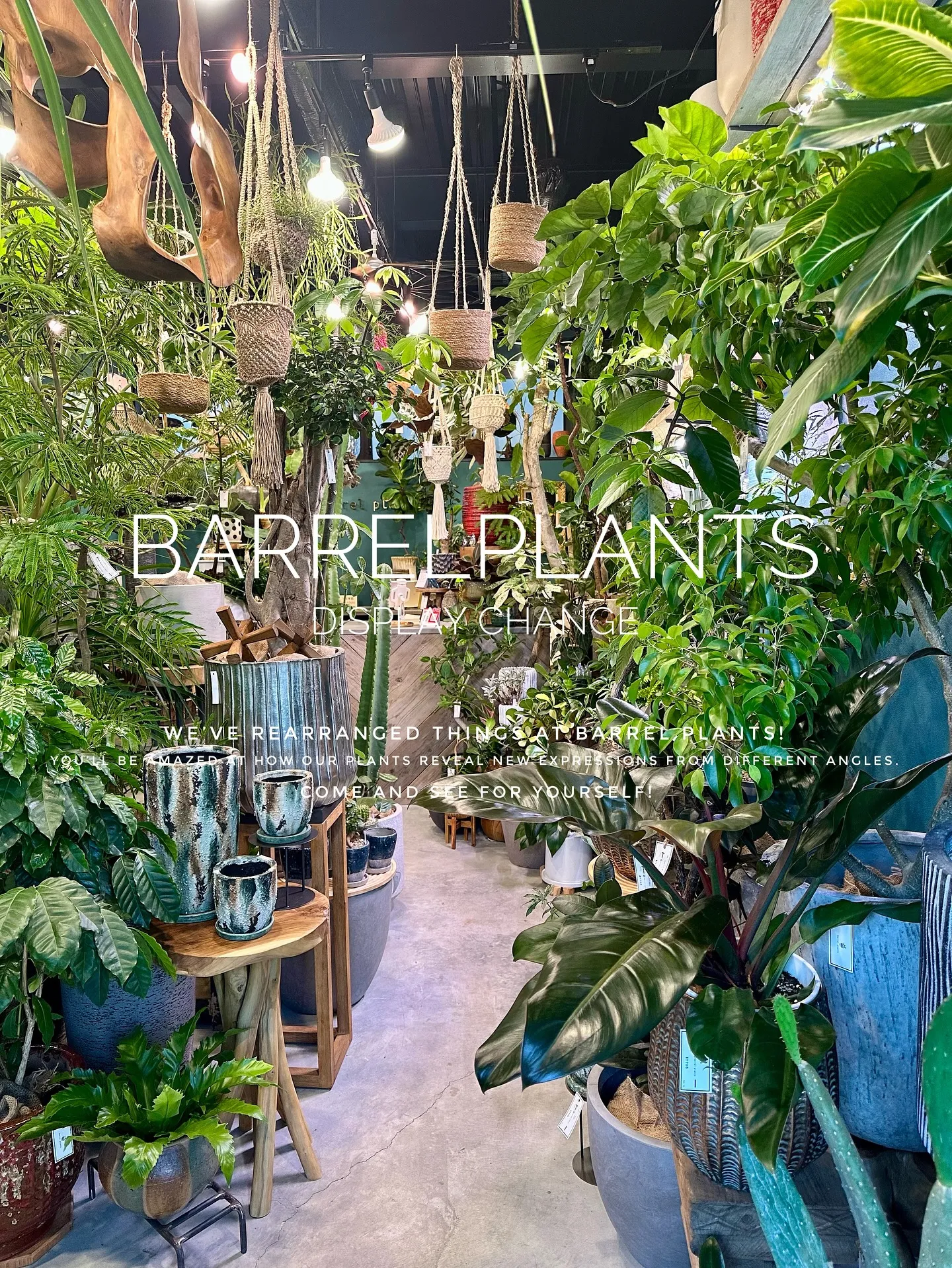 【植物専門店バーレルプランツ、新作鉢入荷で店頭模様替え完了！...