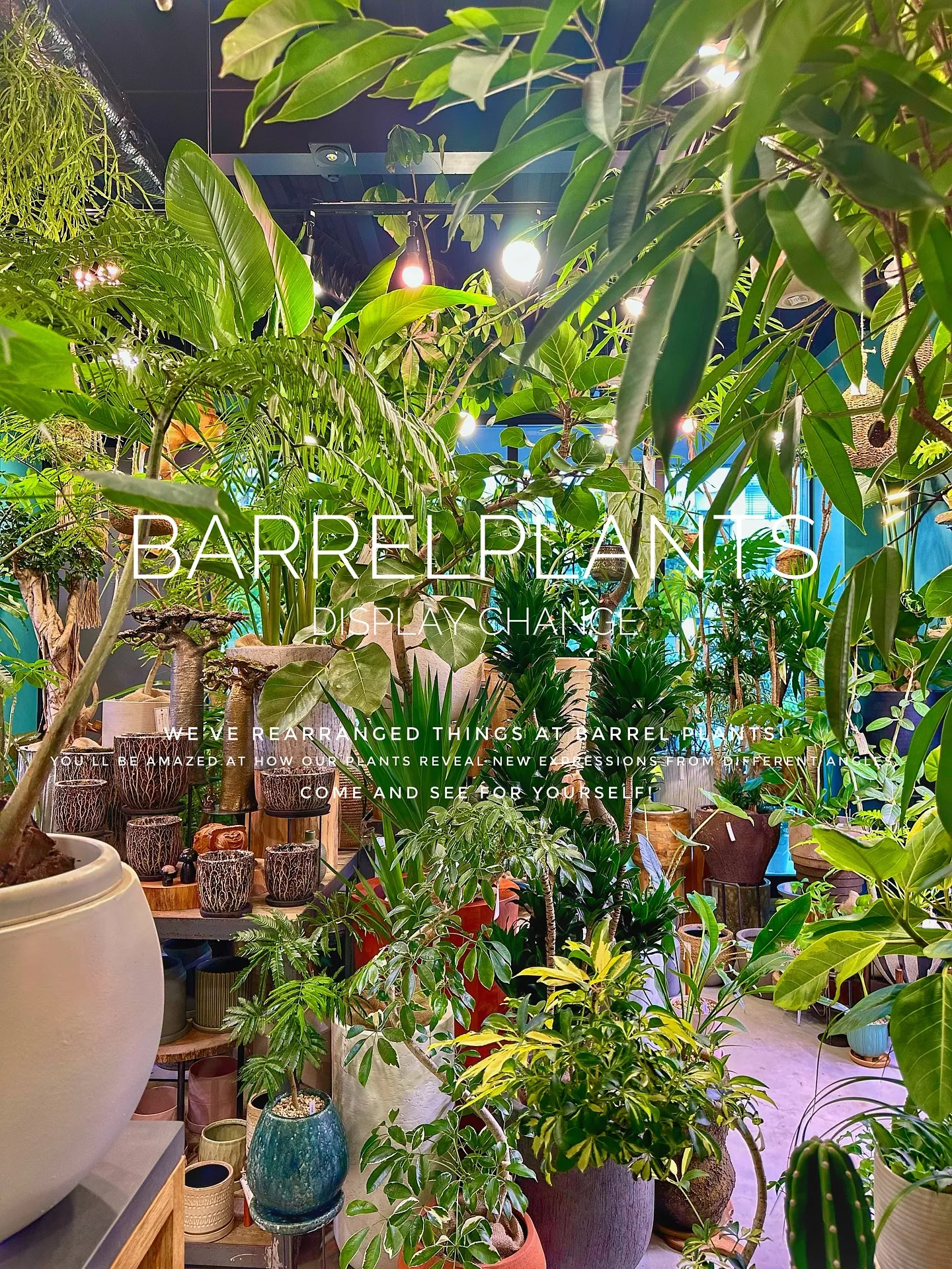 【植物専門店バーレルプランツ、新作鉢入荷で店頭模様替え完了！...