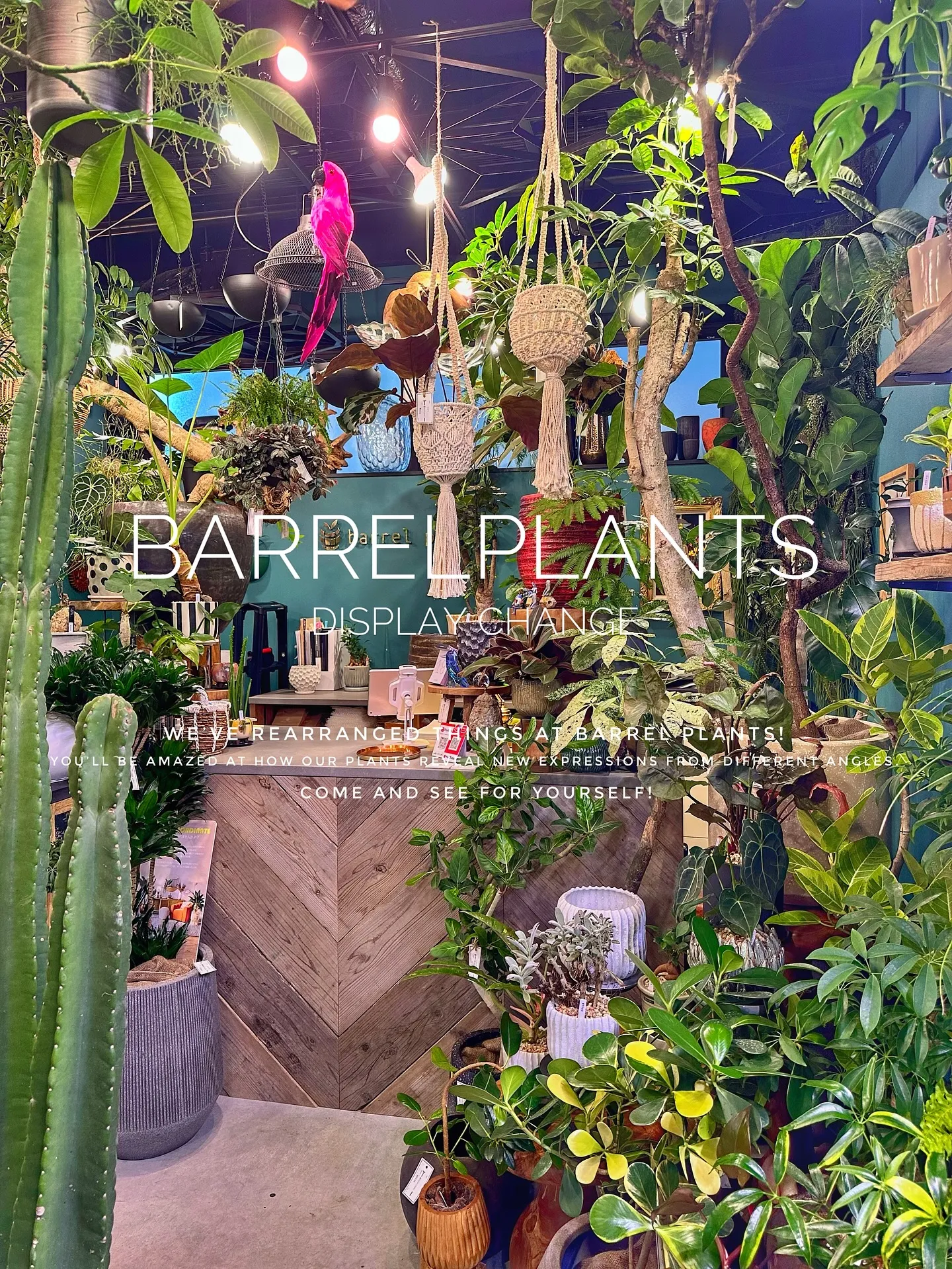 【植物専門店バーレルプランツ、新作鉢入荷で店頭模様替え完了！...