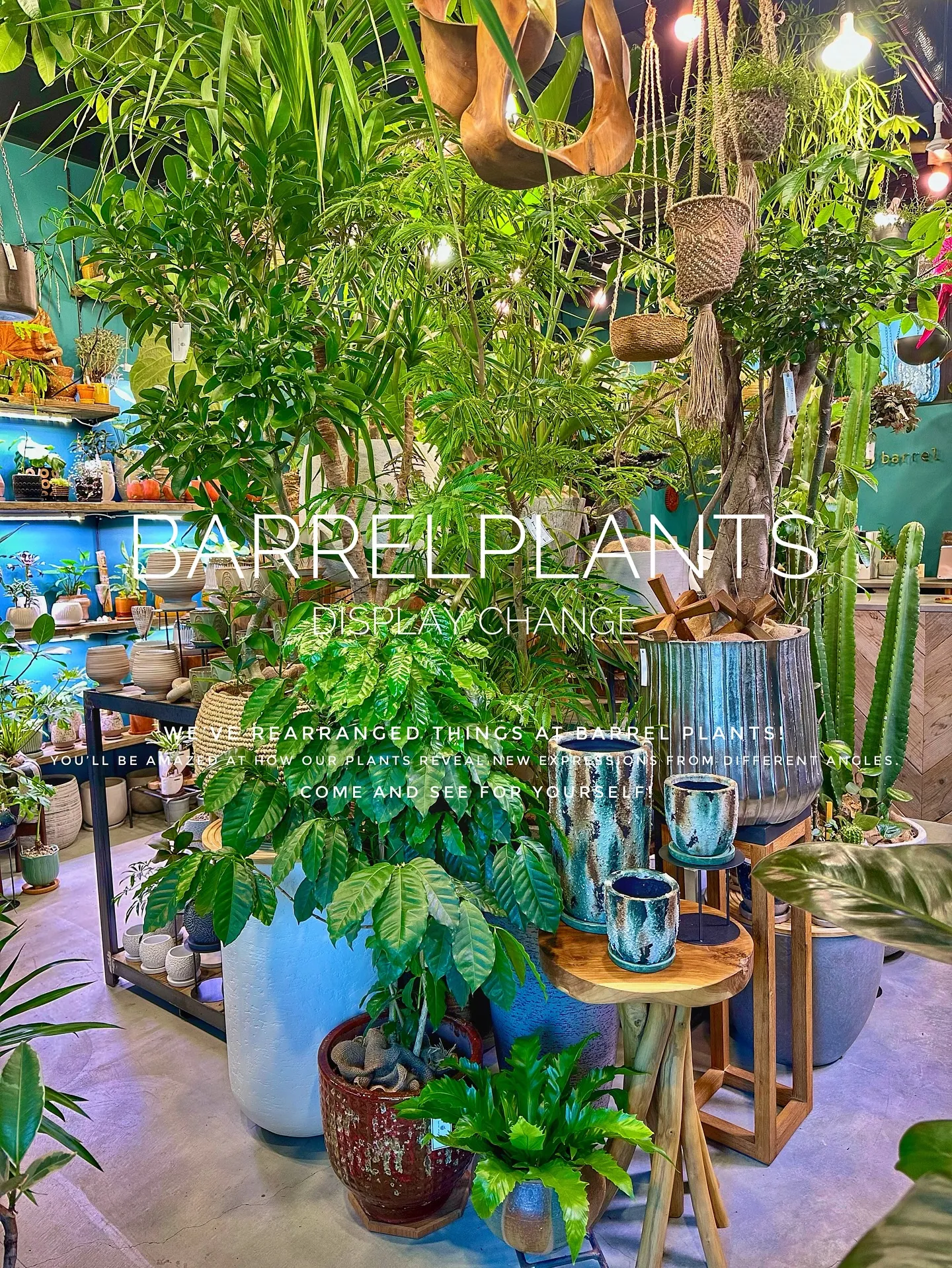【植物専門店バーレルプランツ、新作鉢入荷で店頭模様替え完了！...