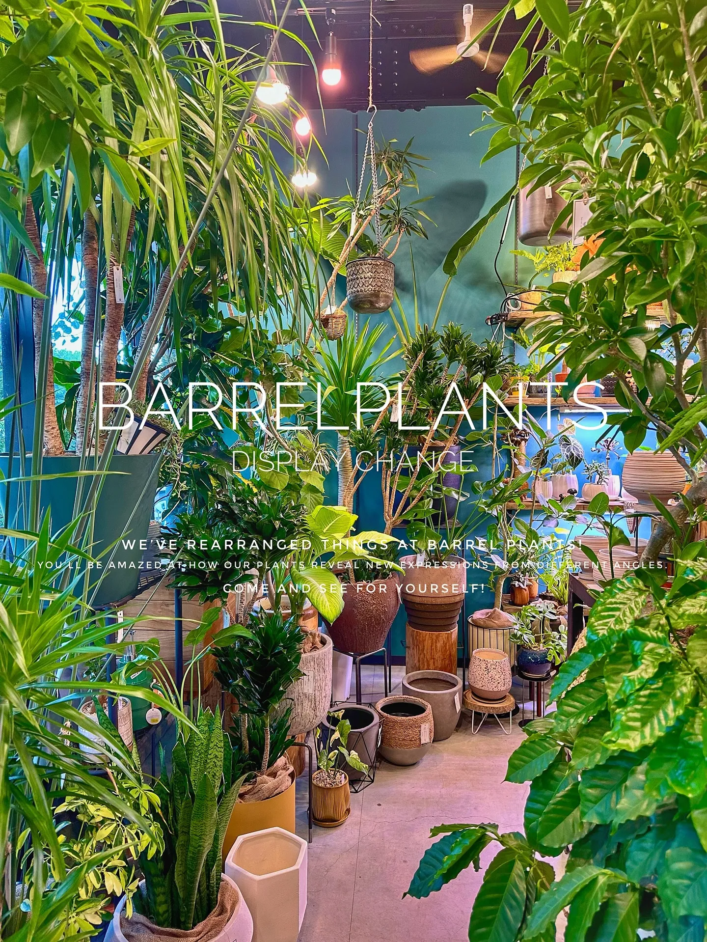 【植物専門店バーレルプランツ、新作鉢入荷で店頭模様替え完了！...