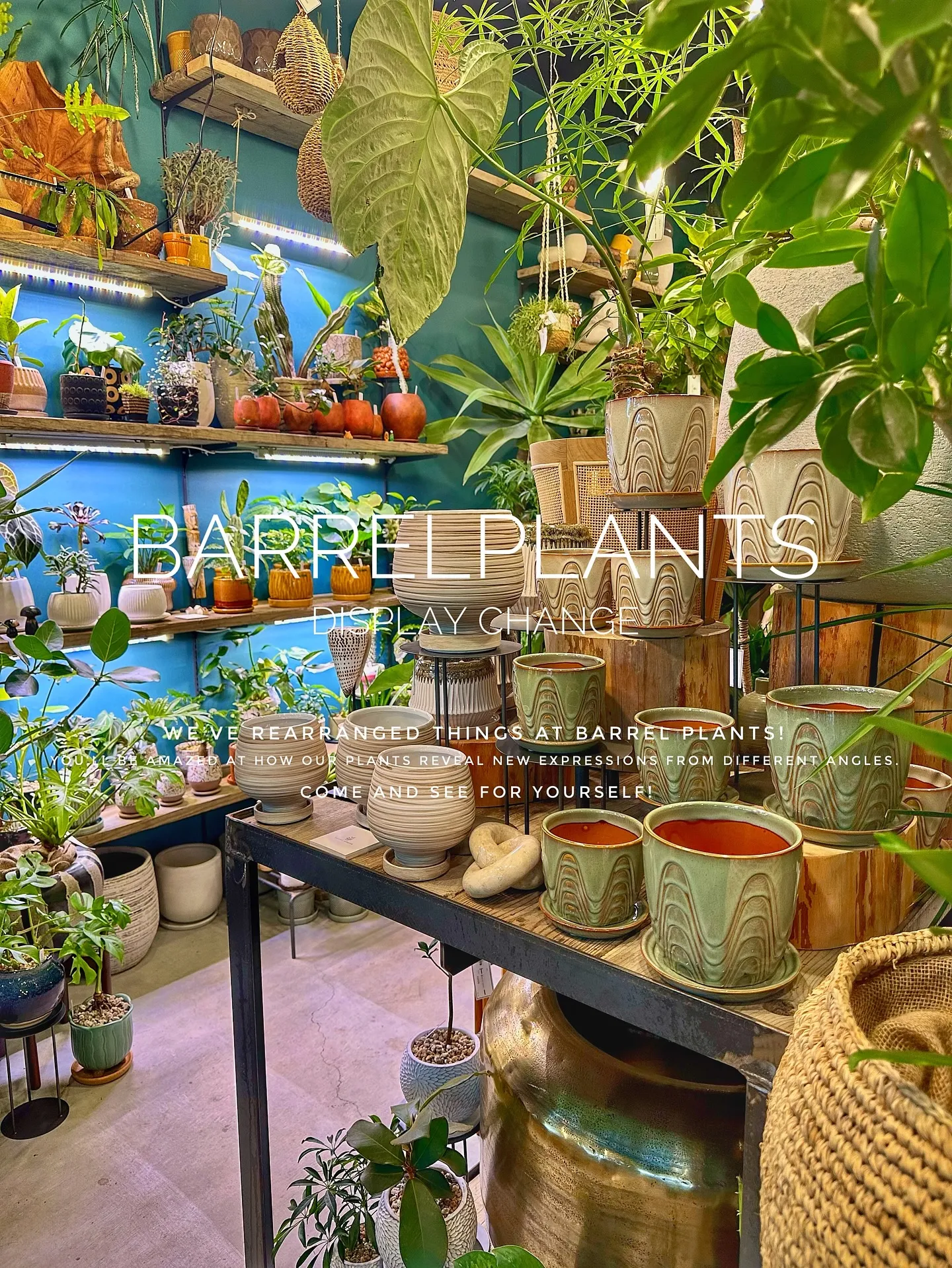 【植物専門店バーレルプランツ、新作鉢入荷で店頭模様替え完了！...