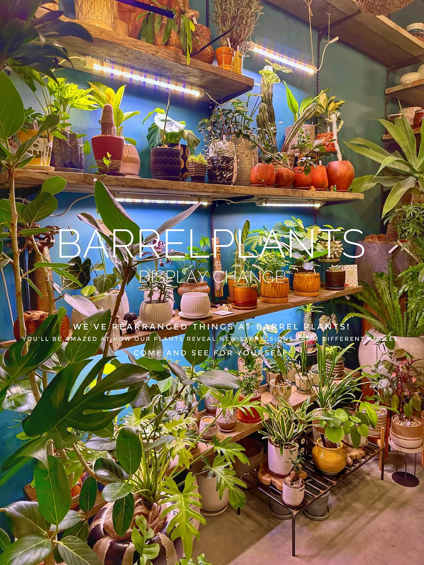 【植物専門店バーレルプランツ、新作鉢入荷で店頭模様替え完了！...