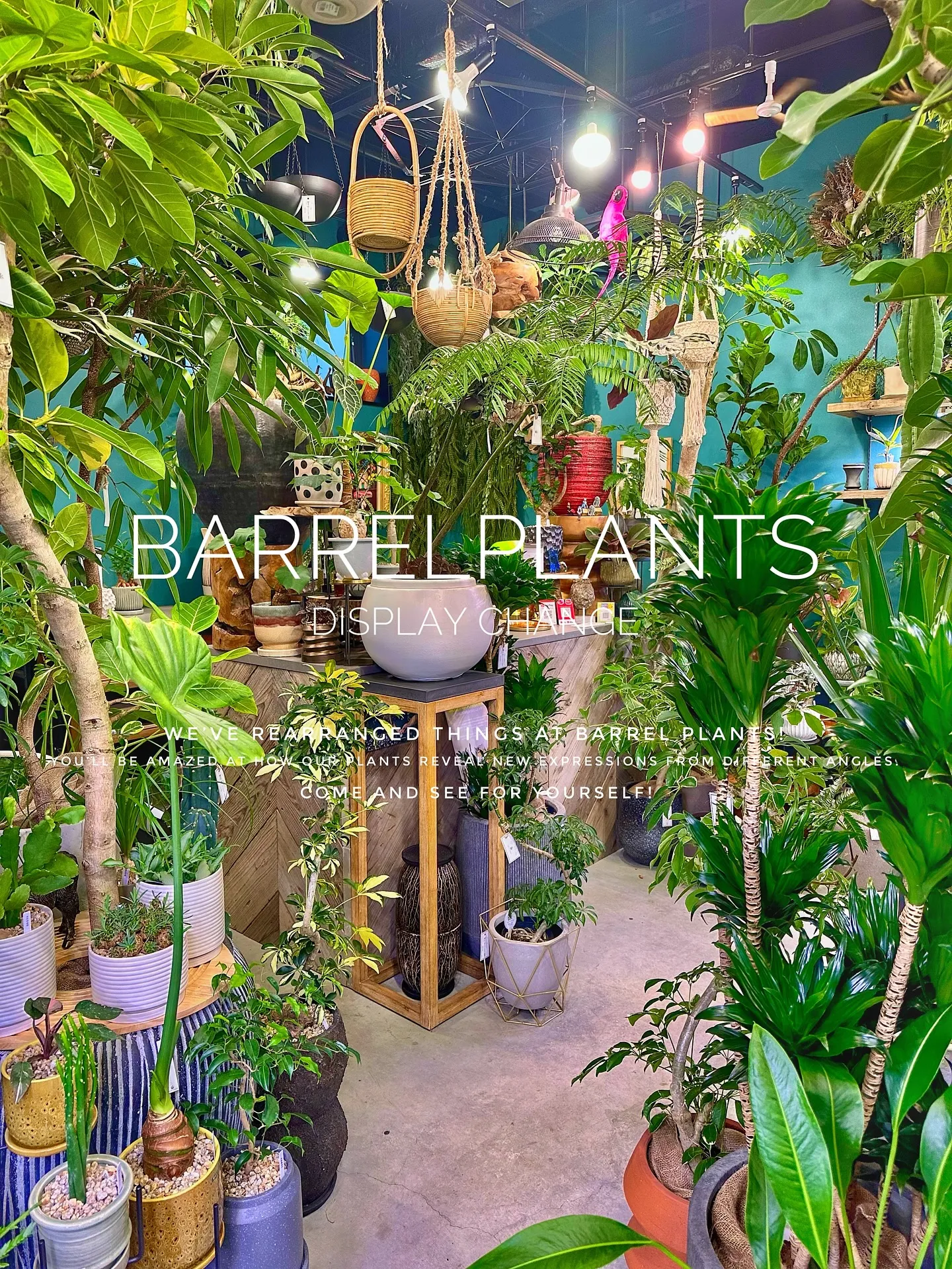 【植物専門店バーレルプランツ、新作鉢入荷で店頭模様替え完了！...