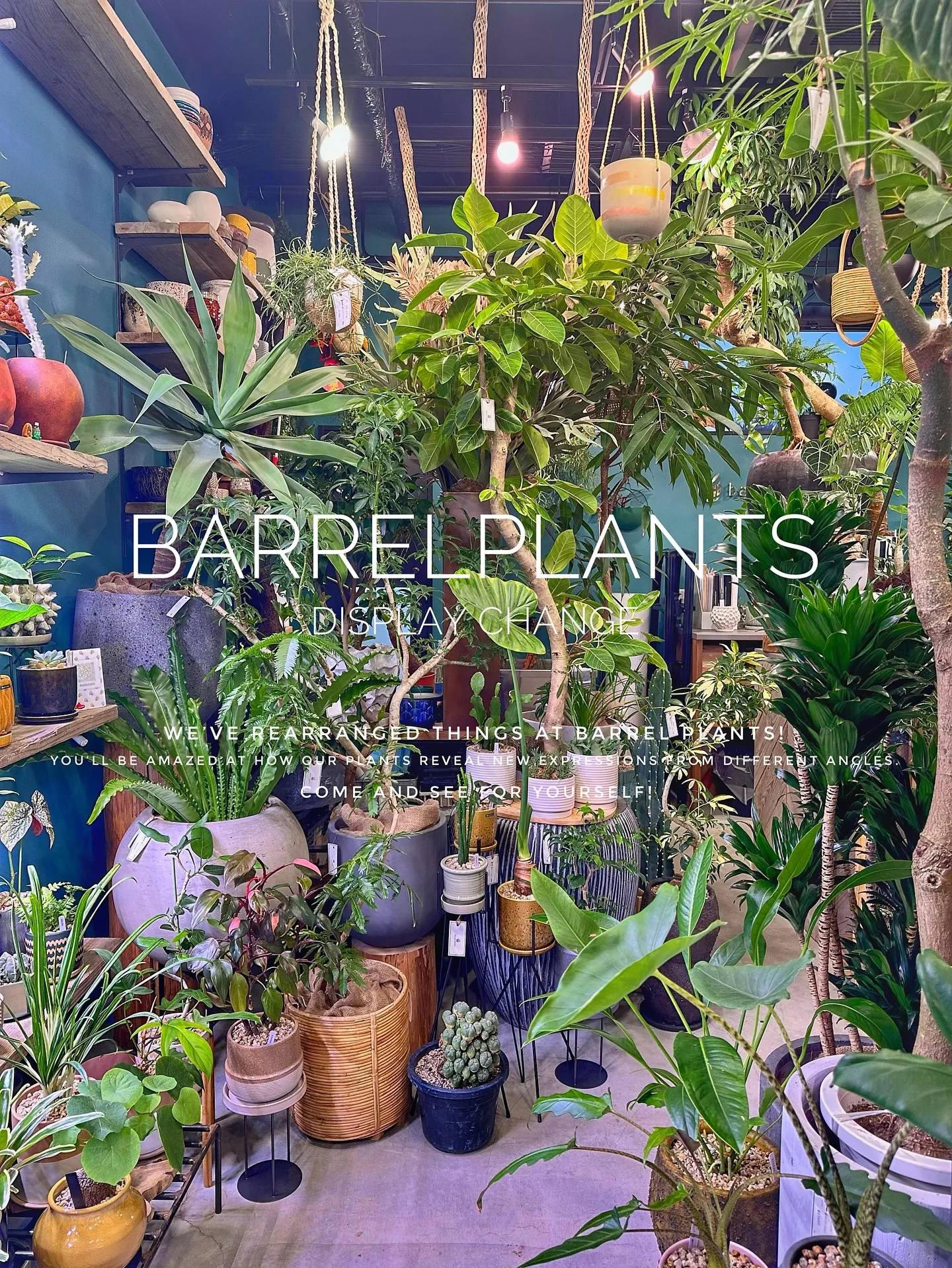 【植物専門店バーレルプランツ、新作鉢入荷で店頭模様替え完了！...