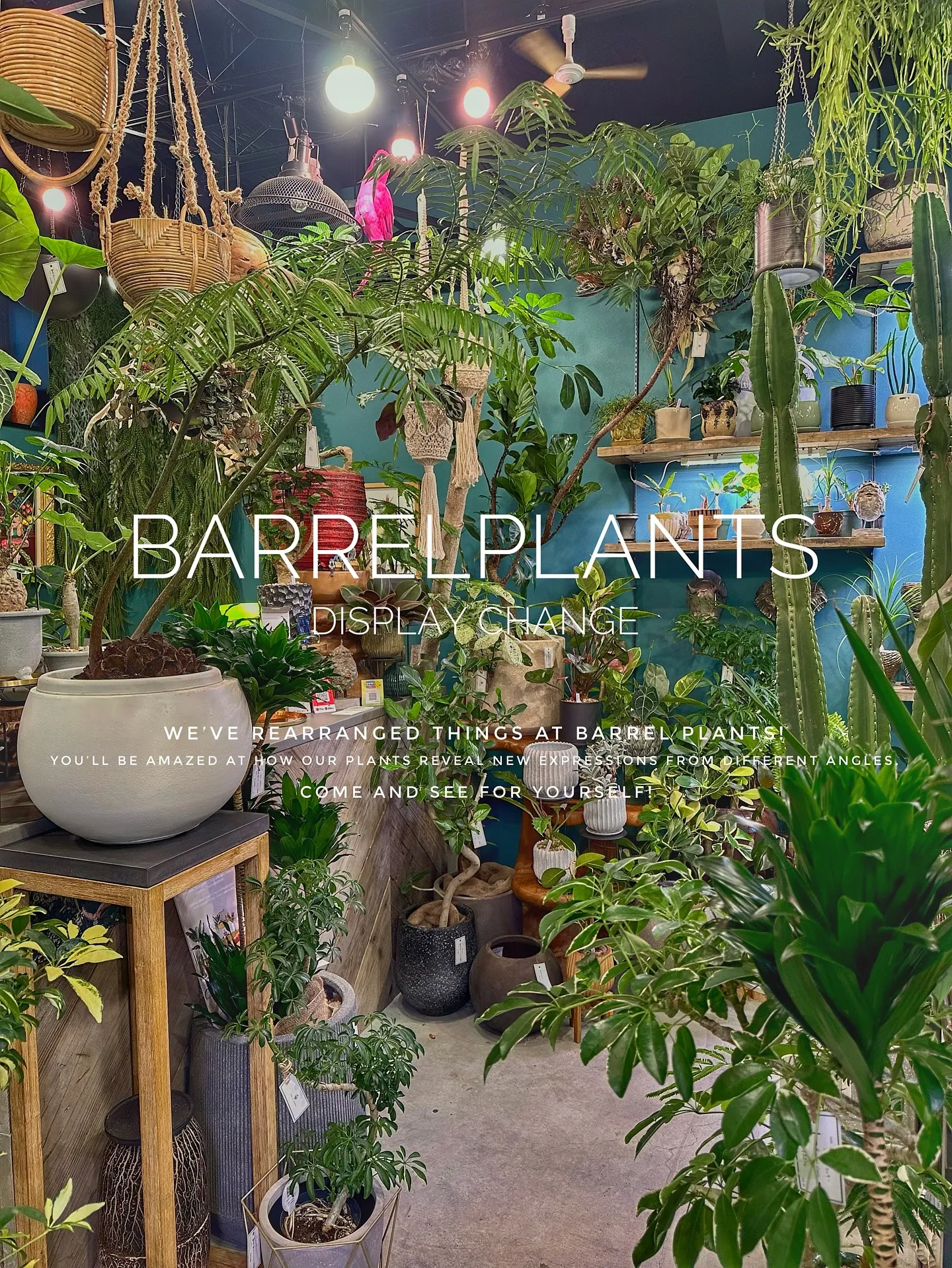 【植物専門店バーレルプランツ、新作鉢入荷で店頭模様替え完了！...