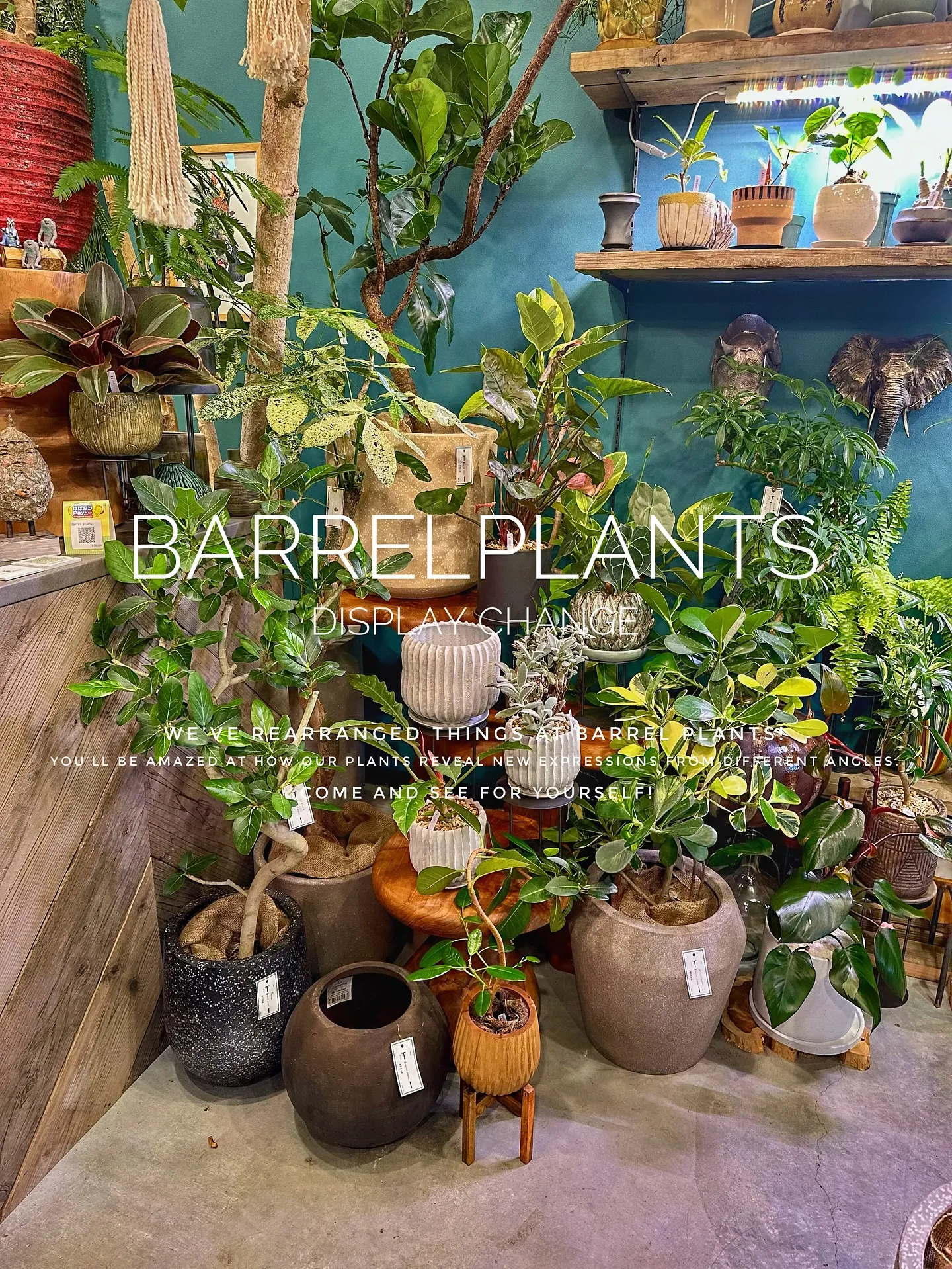 【植物専門店バーレルプランツ、新作鉢入荷で店頭模様替え完了！...