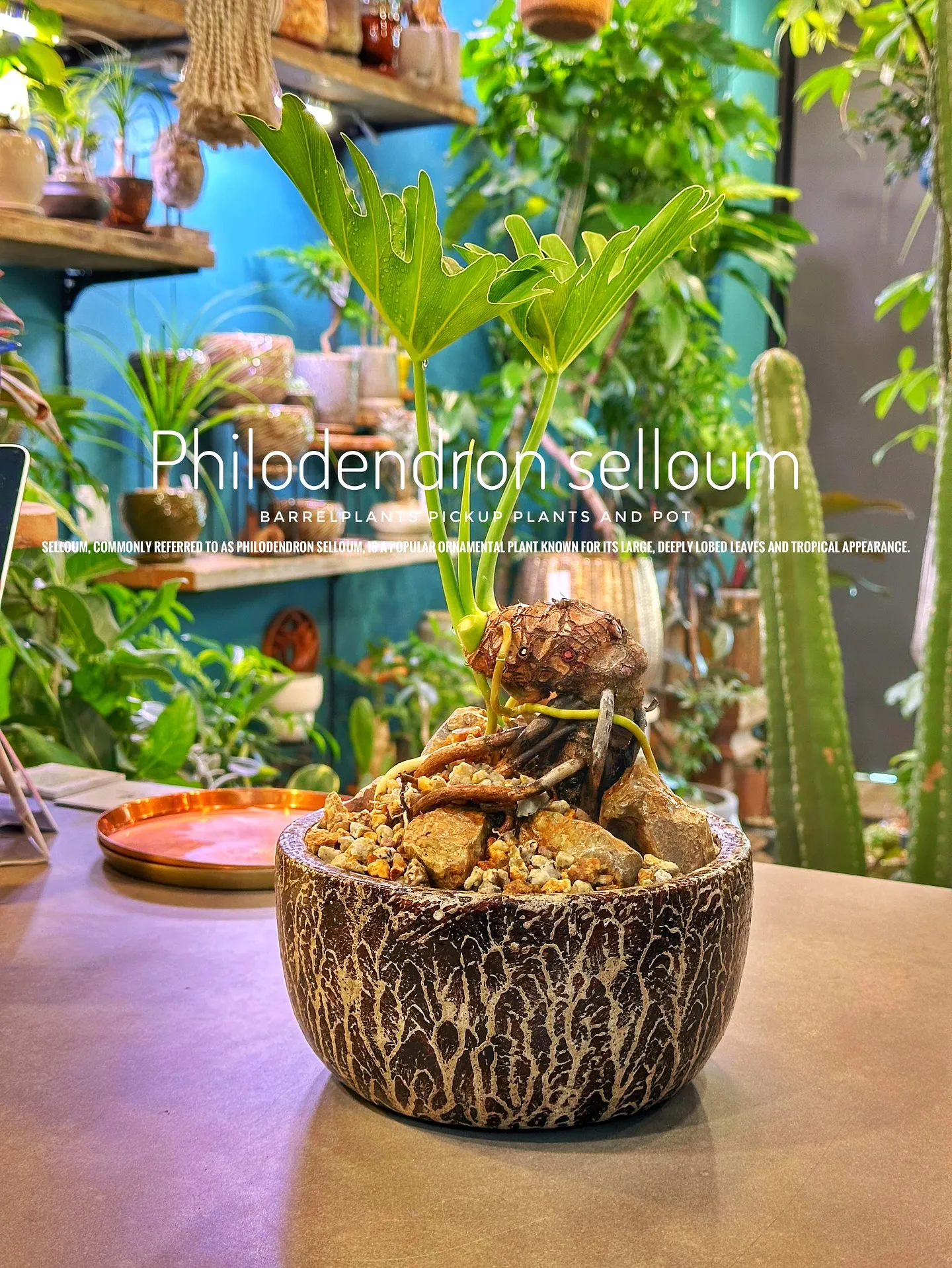 【植物専門店バーレルプランツのおすすめ植物たちをピックアップ...