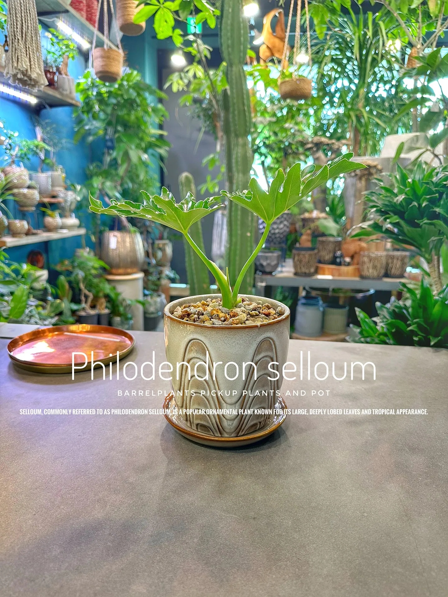 【植物専門店バーレルプランツのおすすめ植物たちをピックアップ...
