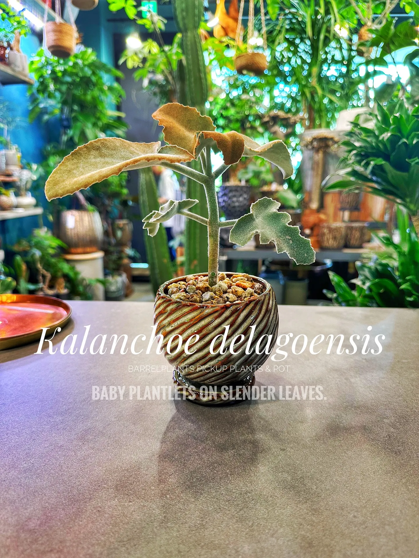 【植物専門店バーレルプランツのおすすめ植物たちをピックアップ...