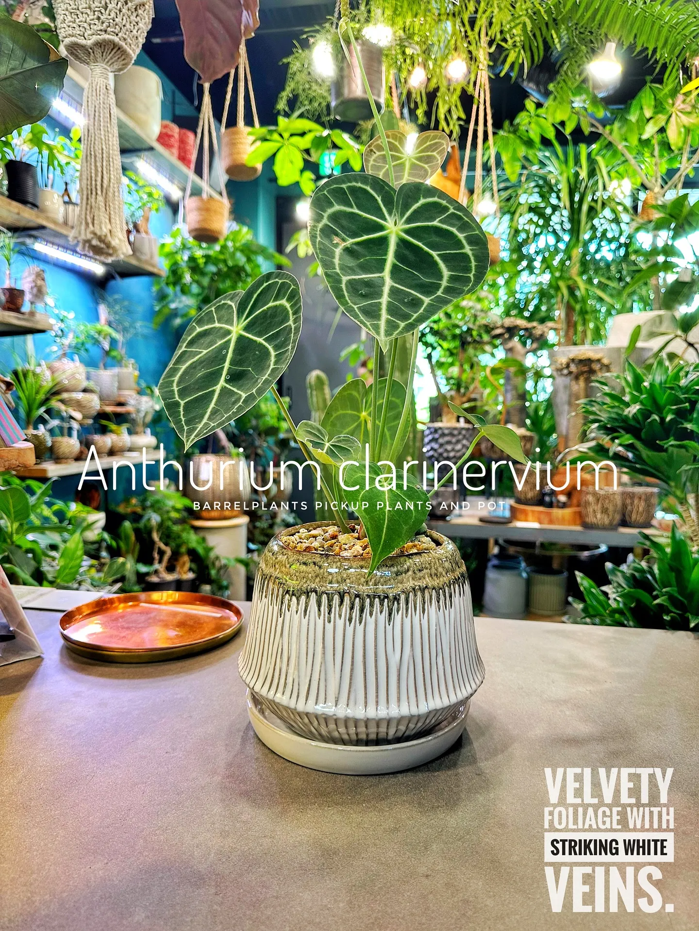 【植物専門店バーレルプランツのおすすめ植物たちをピックアップ...