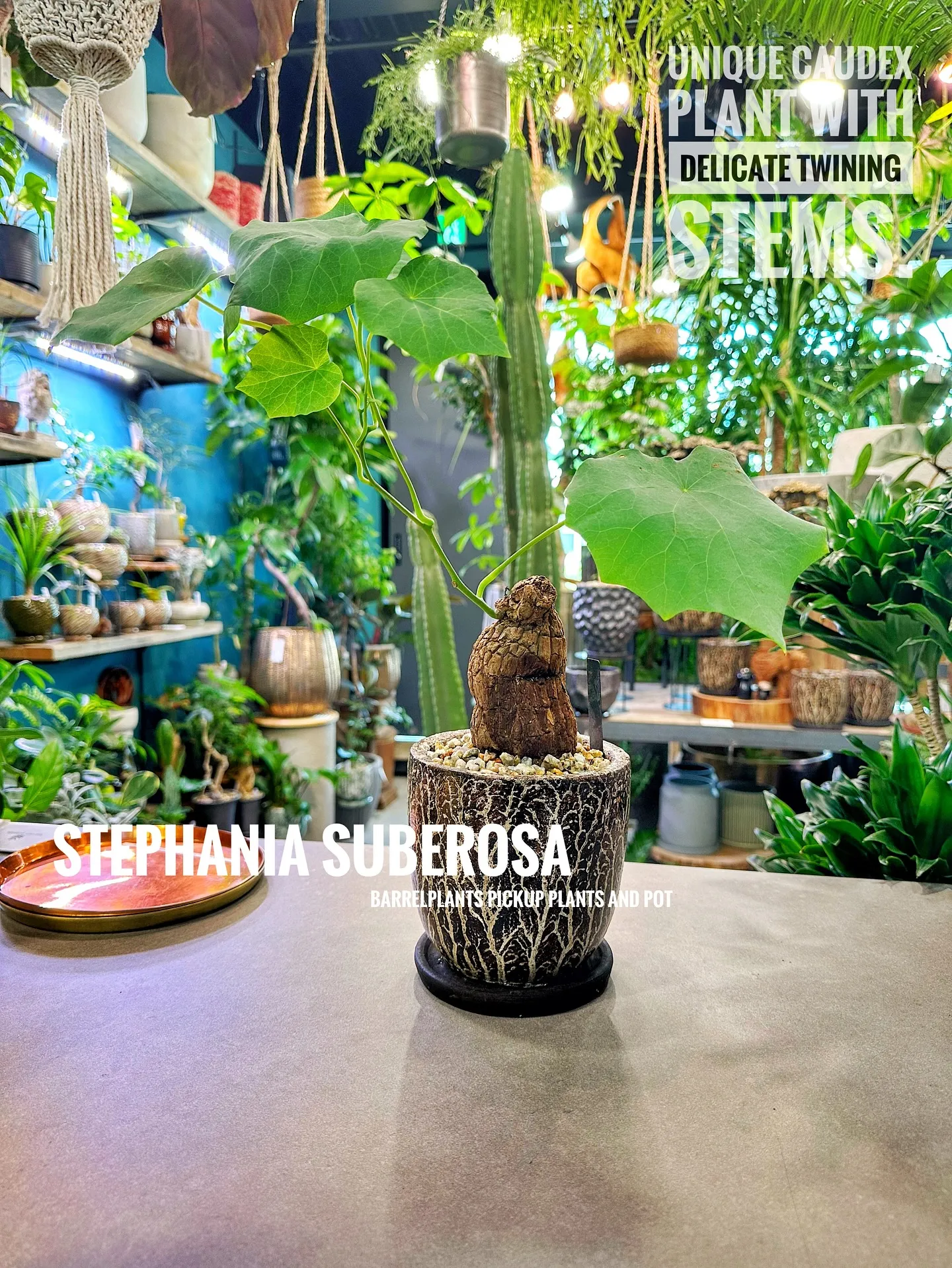 【植物専門店バーレルプランツのおすすめ植物たちをピックアップ...