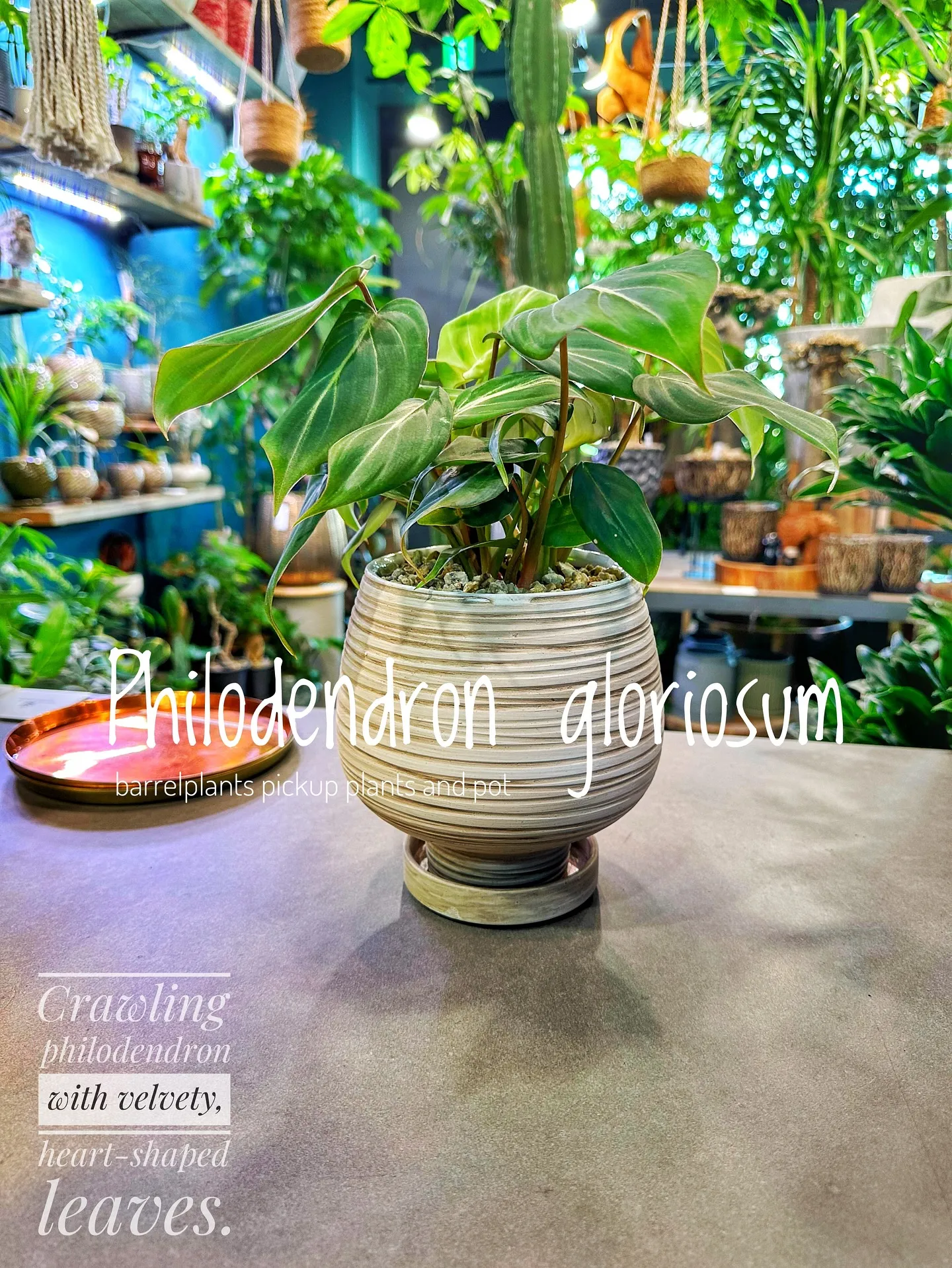 【植物専門店バーレルプランツのおすすめ植物たちをピックアップ...