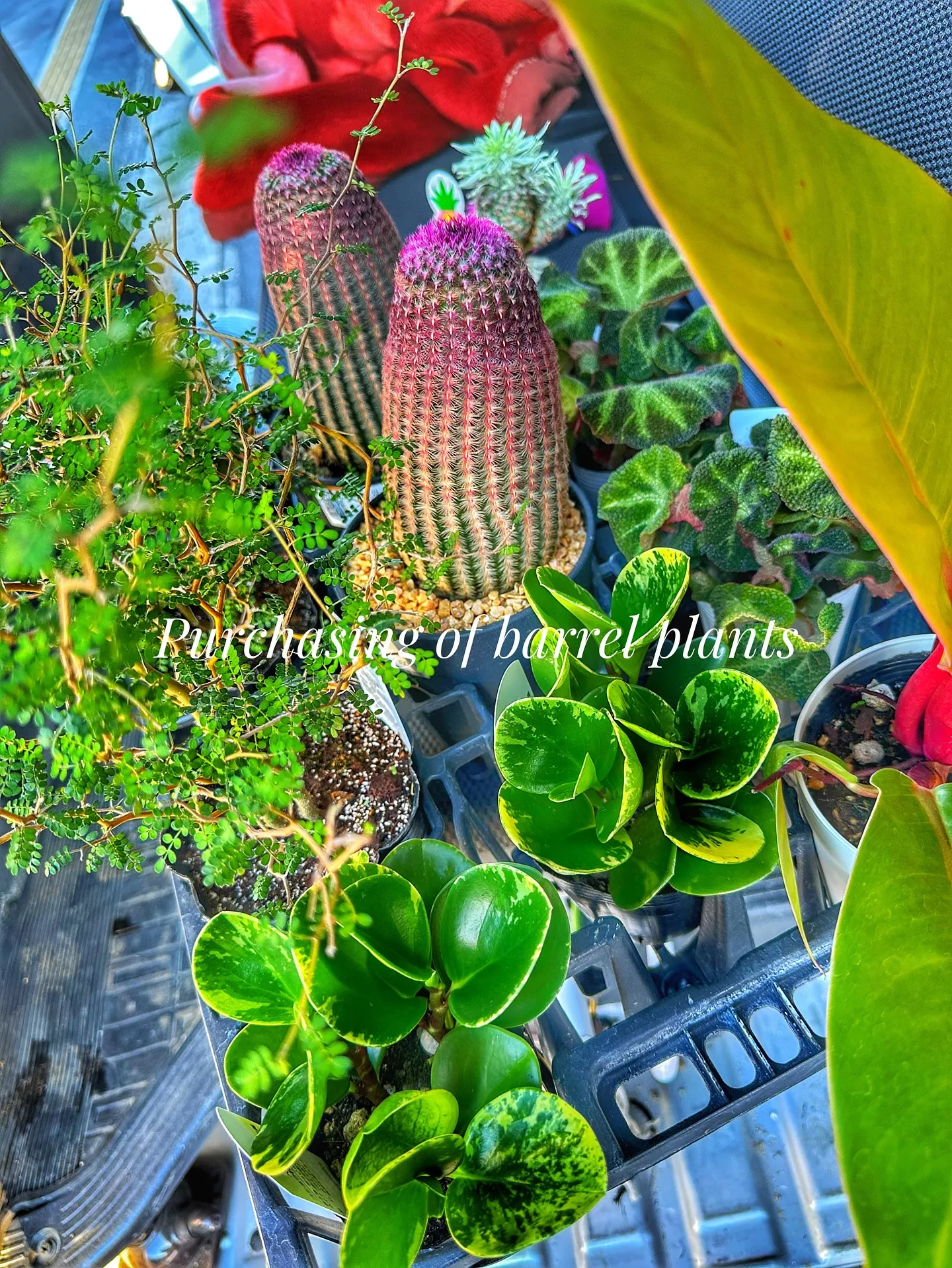 【新作の鉢の買い付け！植物たちの仕入れ完了！barrelpl...