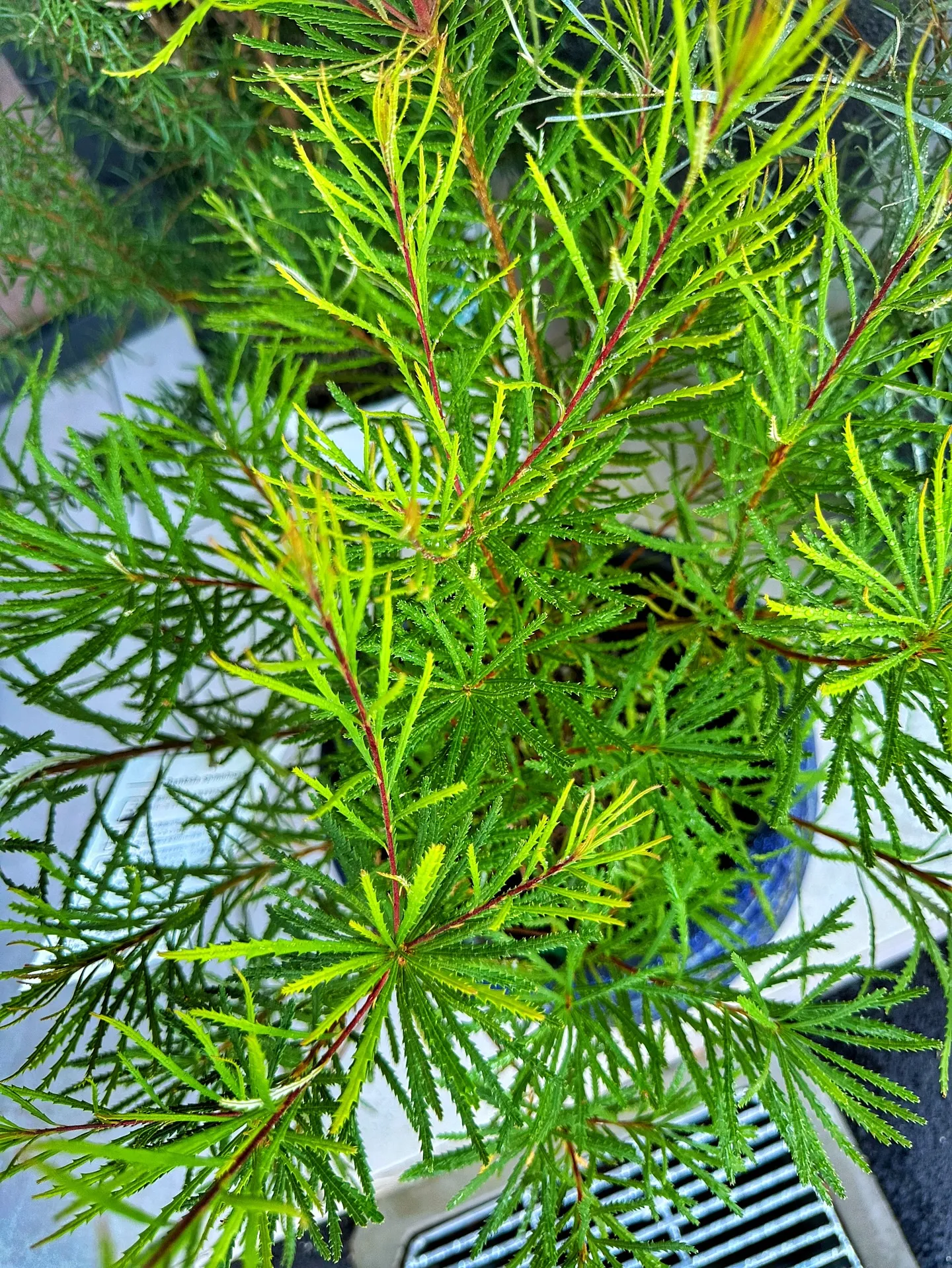 【新作の鉢の買い付け！植物たちの仕入れ完了！barrelpl...