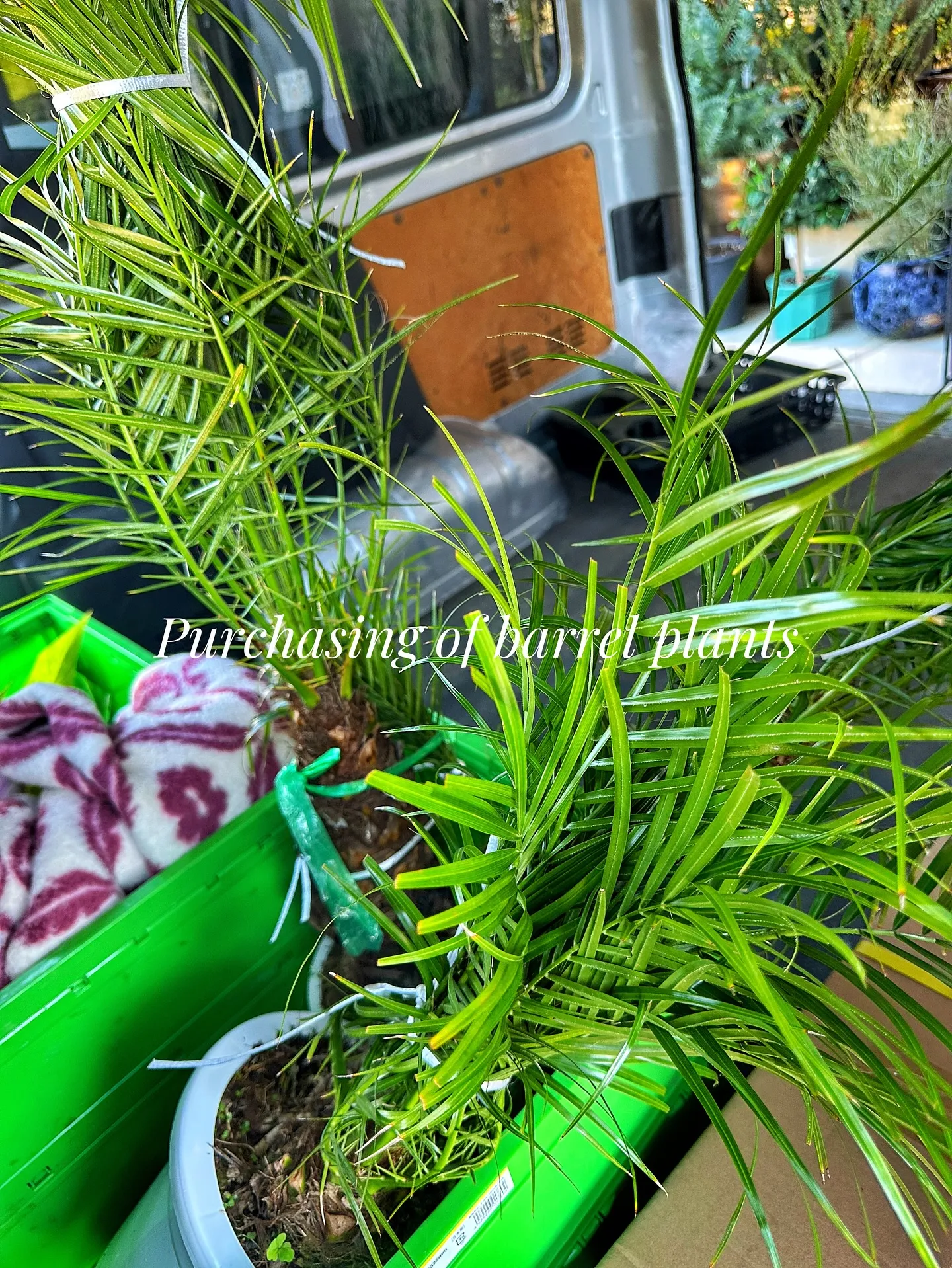 【新作の鉢の買い付け！植物たちの仕入れ完了！barrelpl...