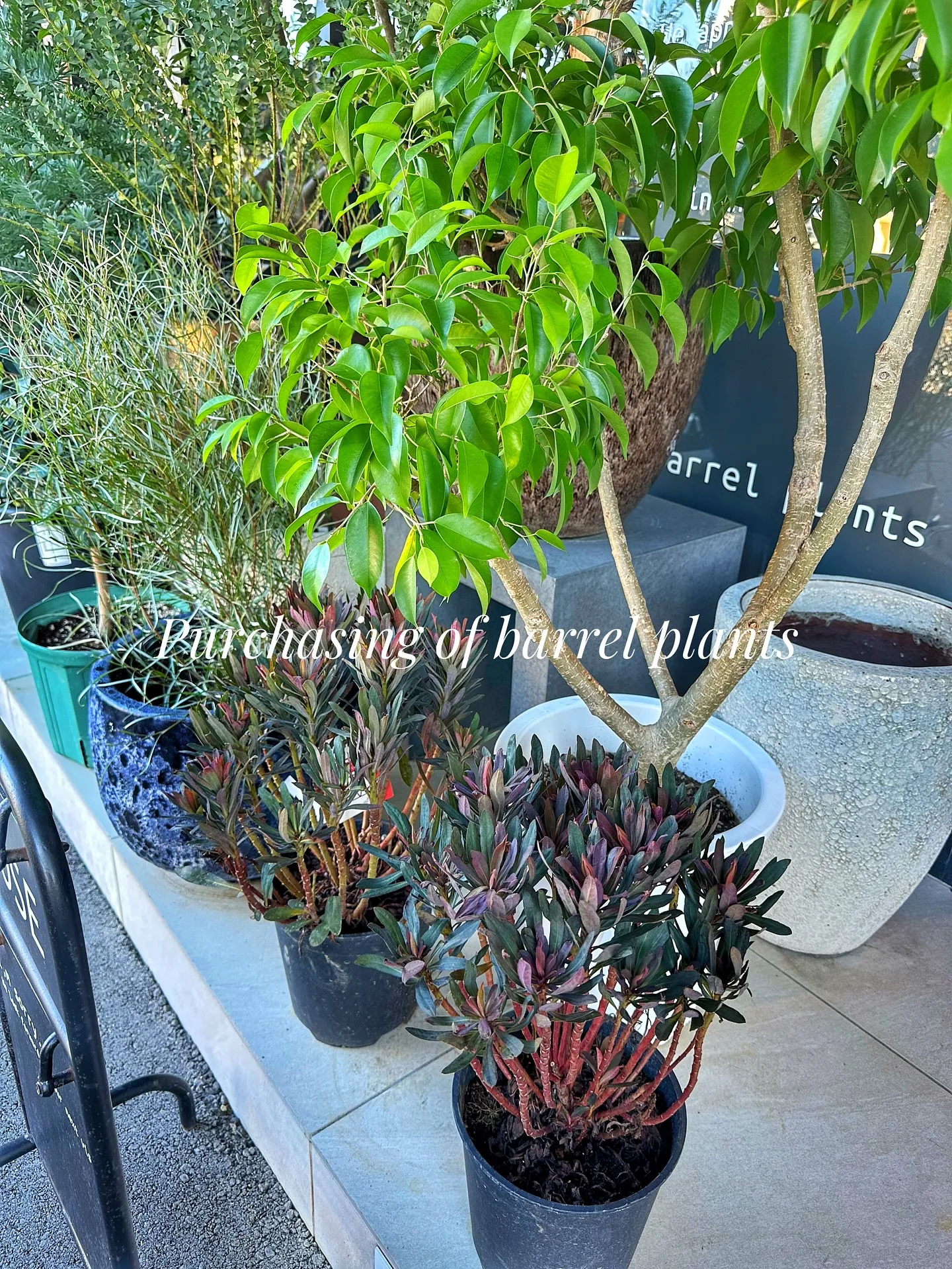 【新作の鉢の買い付け！植物たちの仕入れ完了！barrelpl...