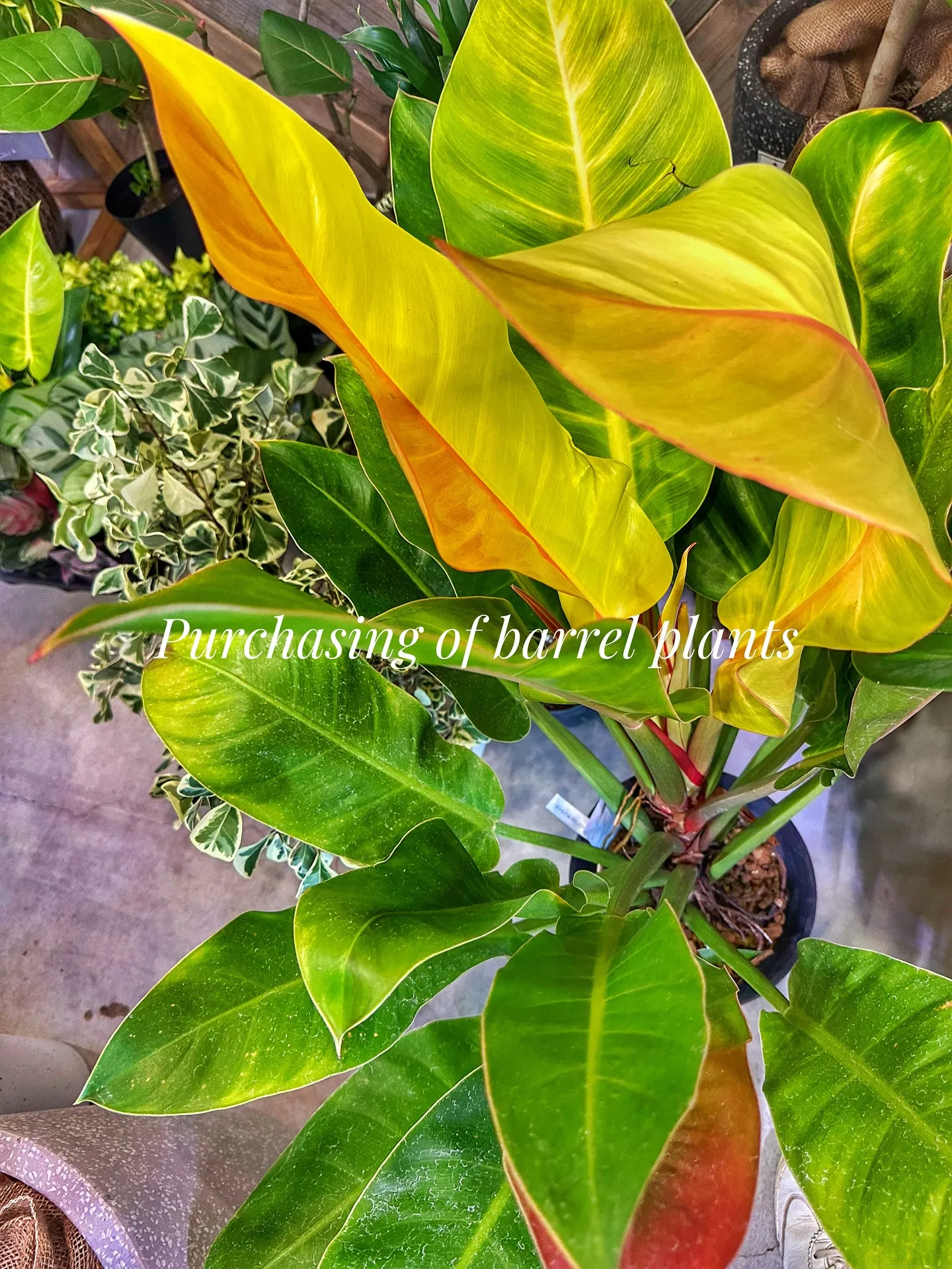 【新作の鉢の買い付け！植物たちの仕入れ完了！barrelpl...