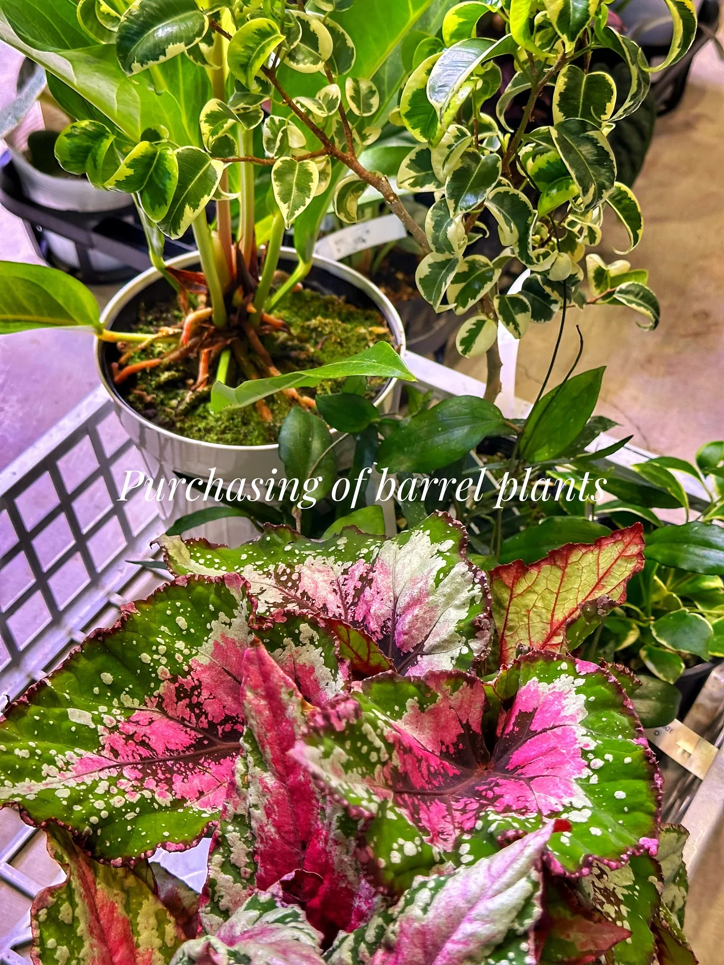【新作の鉢の買い付け！植物たちの仕入れ完了！barrelpl...