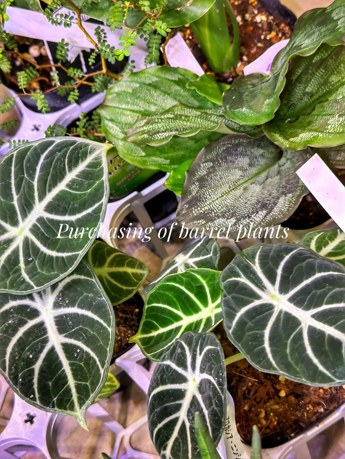 【新作の鉢の買い付け！植物たちの仕入れ完了！barrelpl...