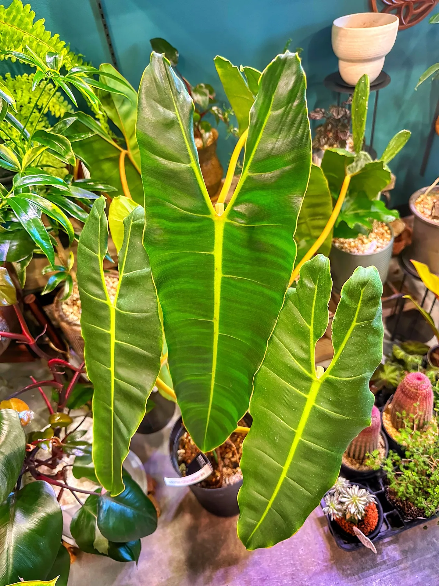 【新作の鉢の買い付け！植物たちの仕入れ完了！barrelpl...