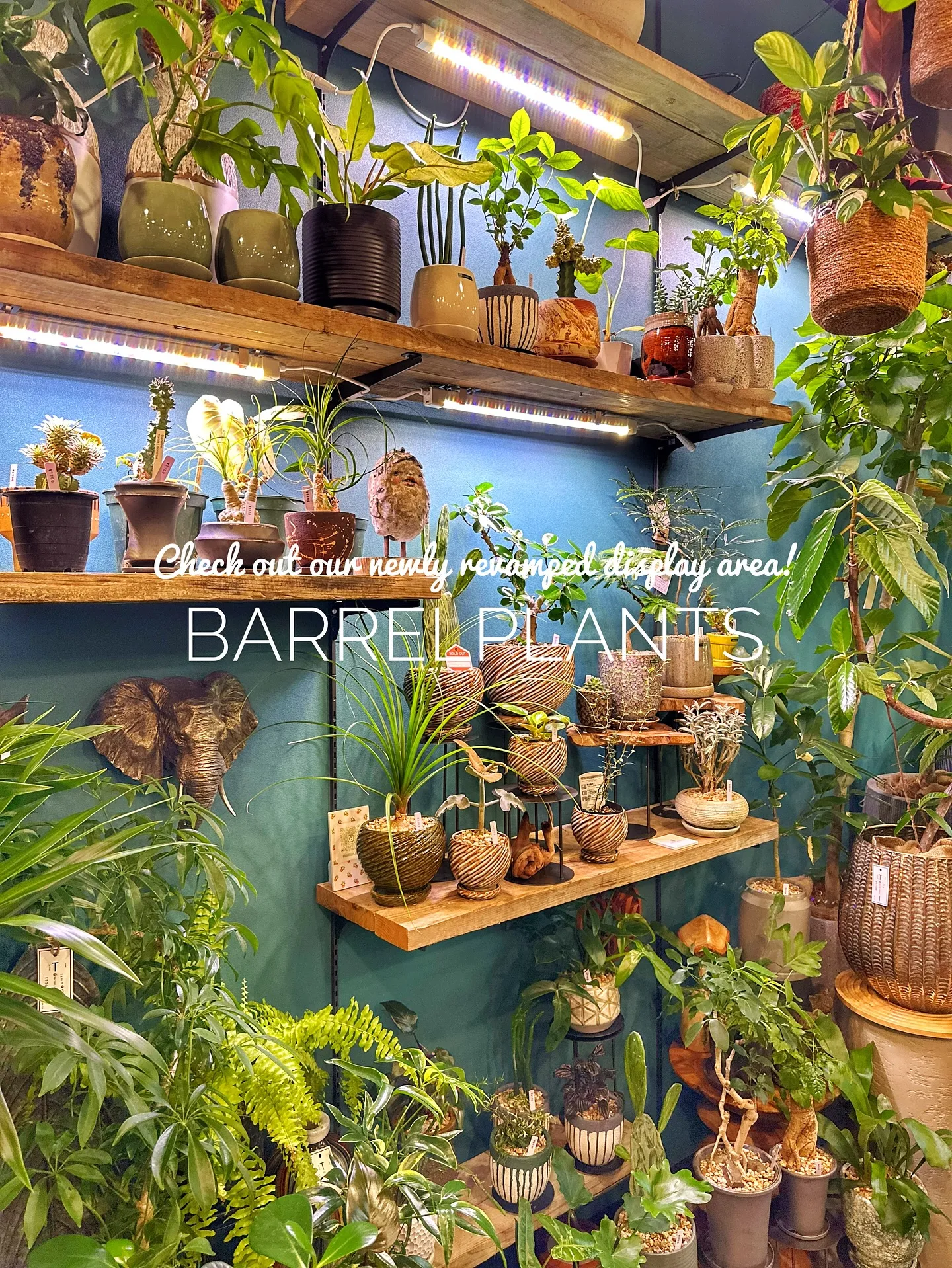 【売り場ディスプレイ完了！たくさん植物盛りだくさん♡barr...