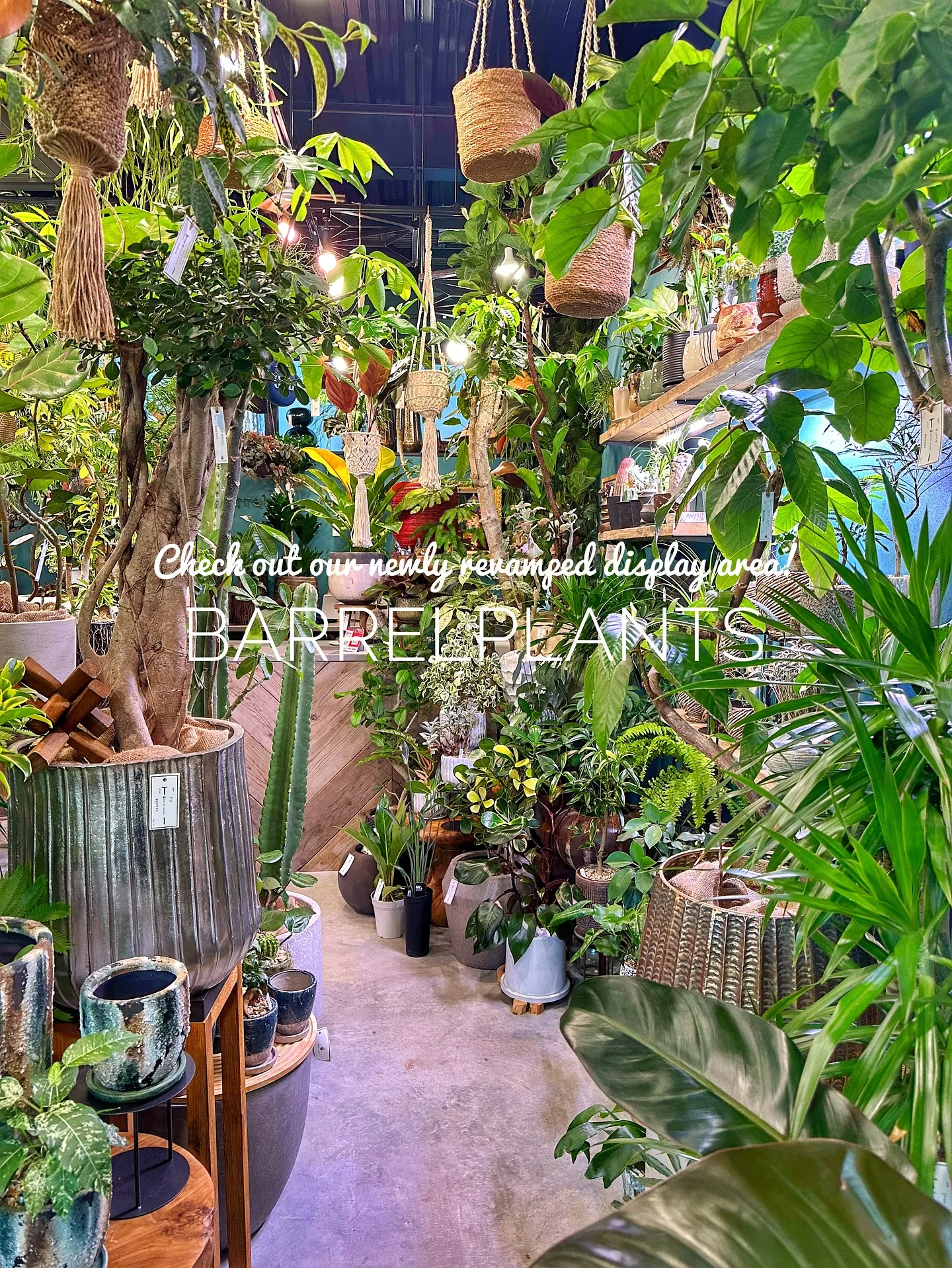 【売り場ディスプレイ完了！たくさん植物盛りだくさん♡barr...