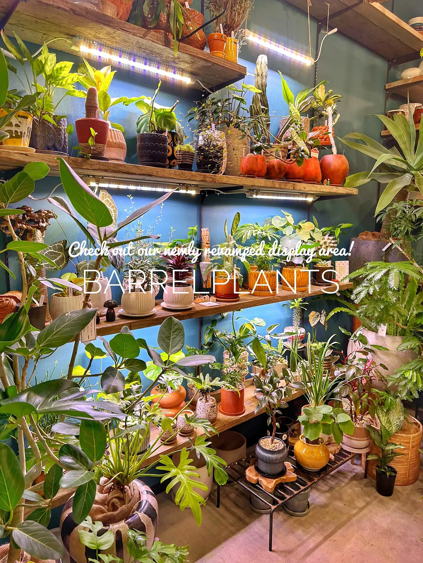 【売り場ディスプレイ完了！たくさん植物盛りだくさん♡barr...