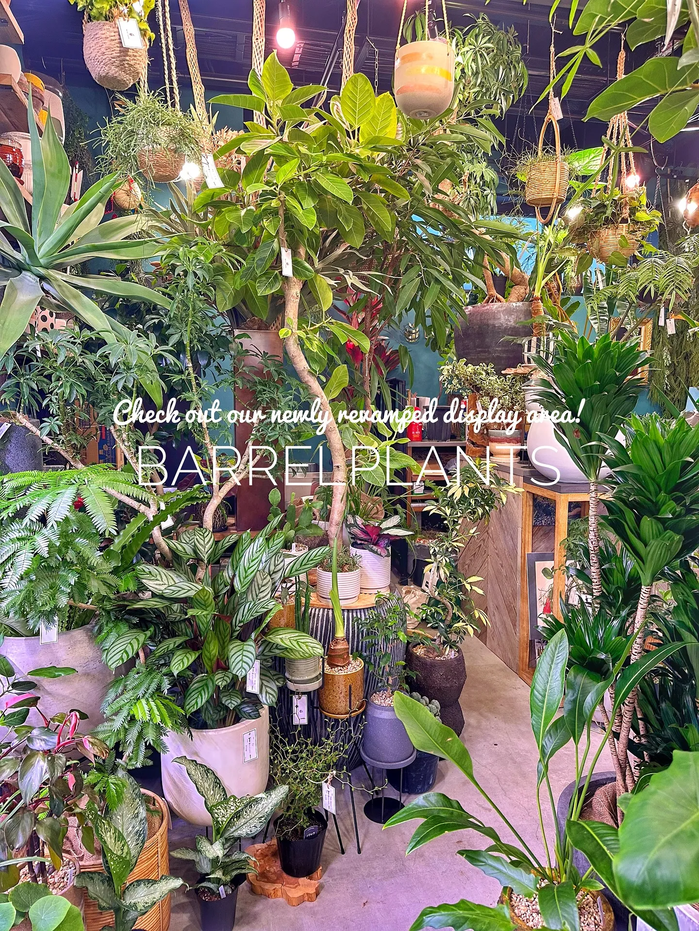 【売り場ディスプレイ完了！たくさん植物盛りだくさん♡barr...