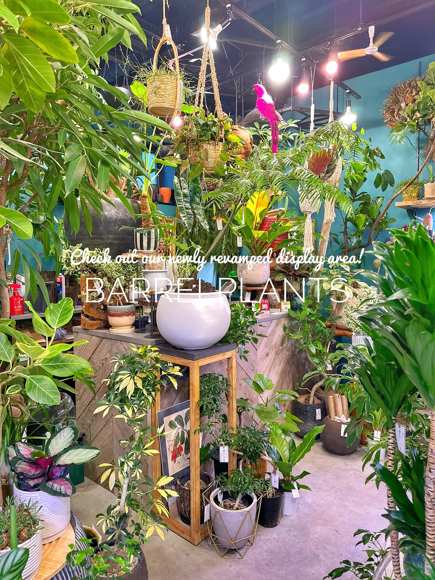 【売り場ディスプレイ完了！たくさん植物盛りだくさん♡barr...
