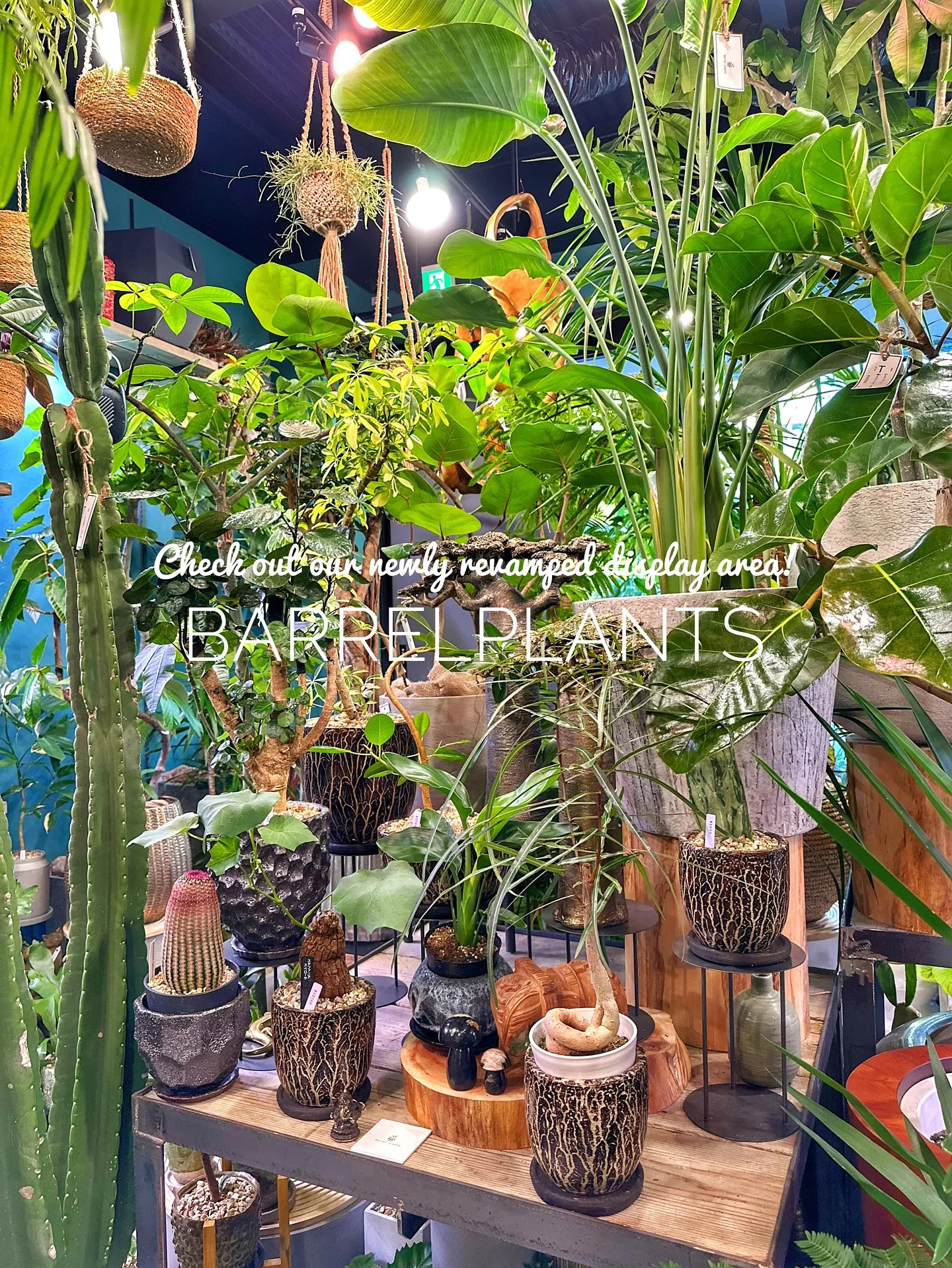 【売り場ディスプレイ完了！たくさん植物盛りだくさん♡barr...