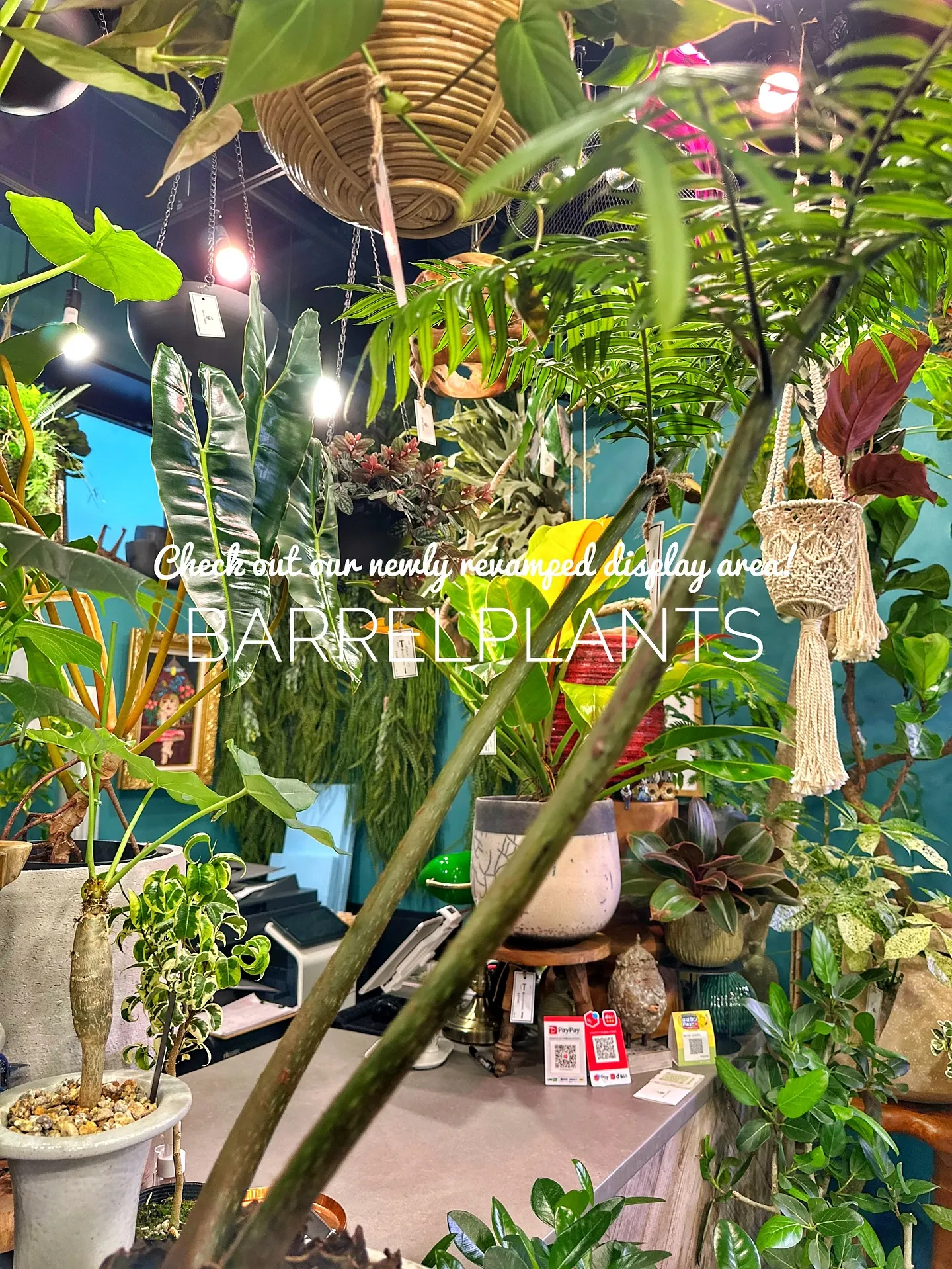 【売り場ディスプレイ完了！たくさん植物盛りだくさん♡barr...
