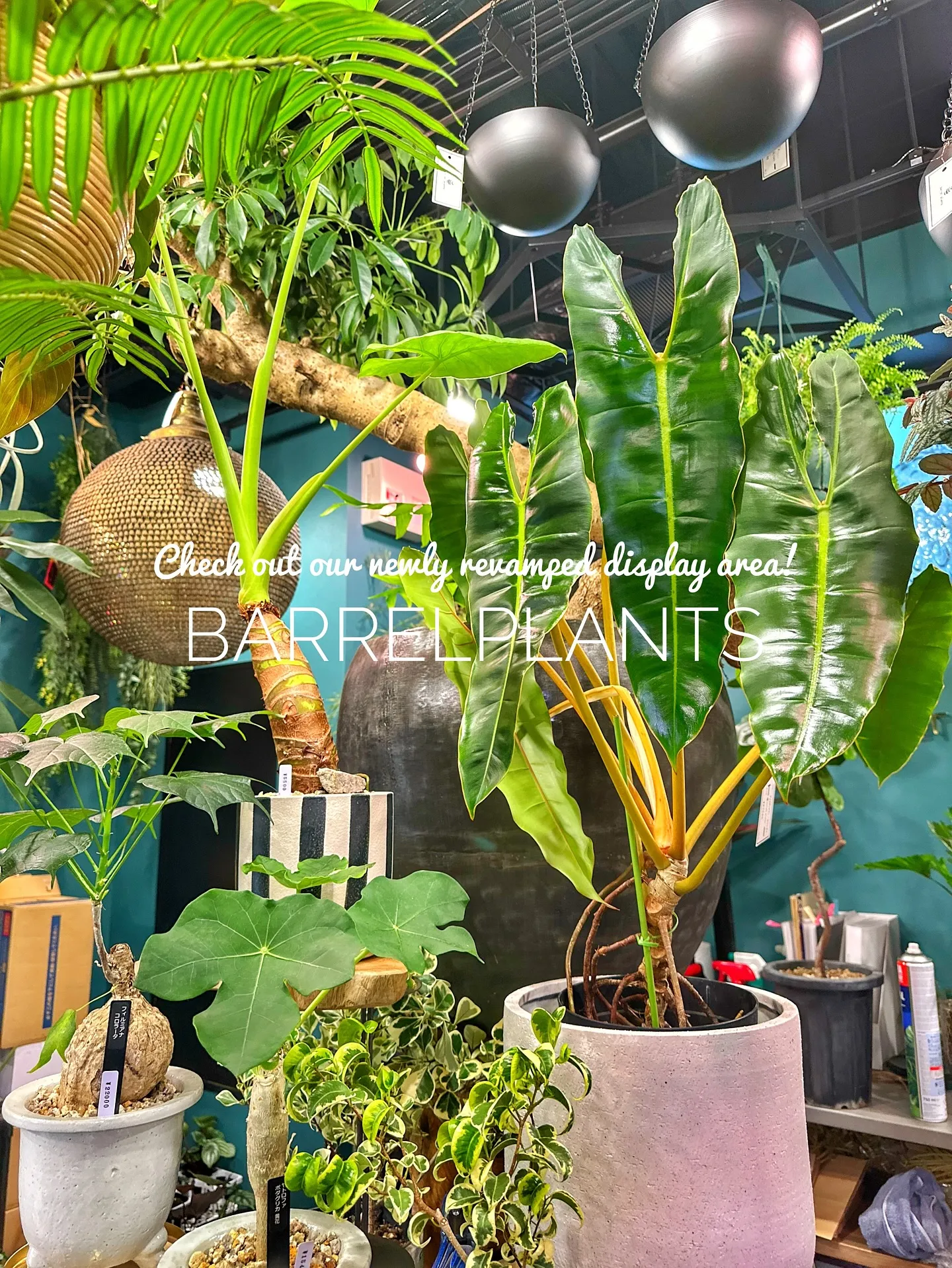 【売り場ディスプレイ完了！たくさん植物盛りだくさん♡barr...