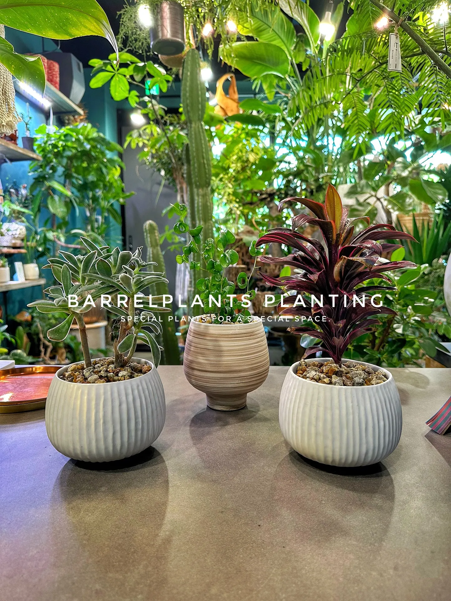 【植え込み完了！たくさんの植物で皆さまのご来店お待ちしており...