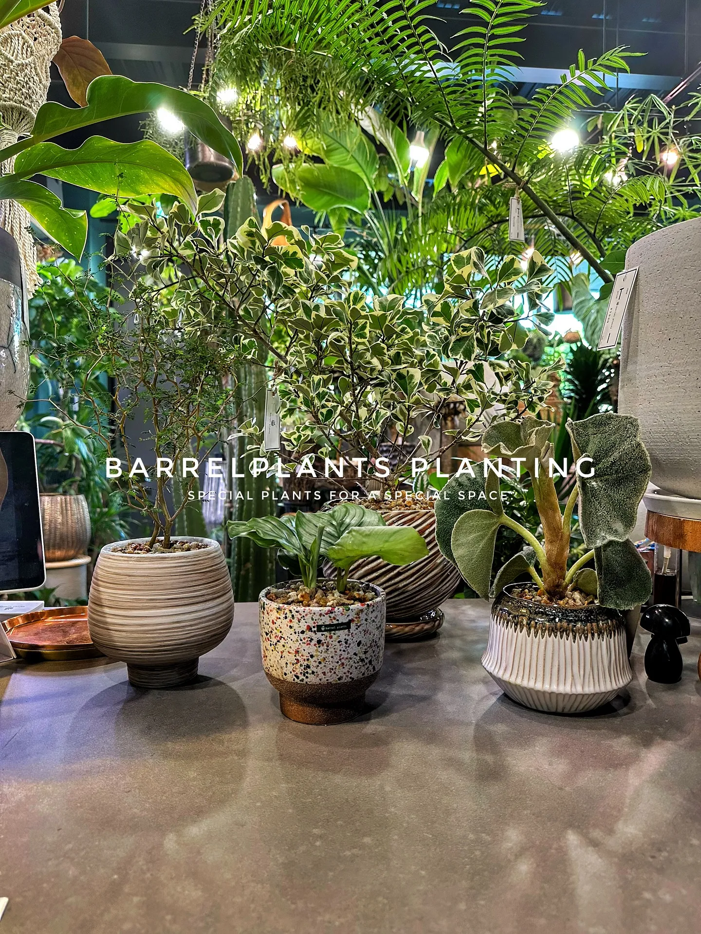 【植え込み完了！たくさんの植物で皆さまのご来店お待ちしており...