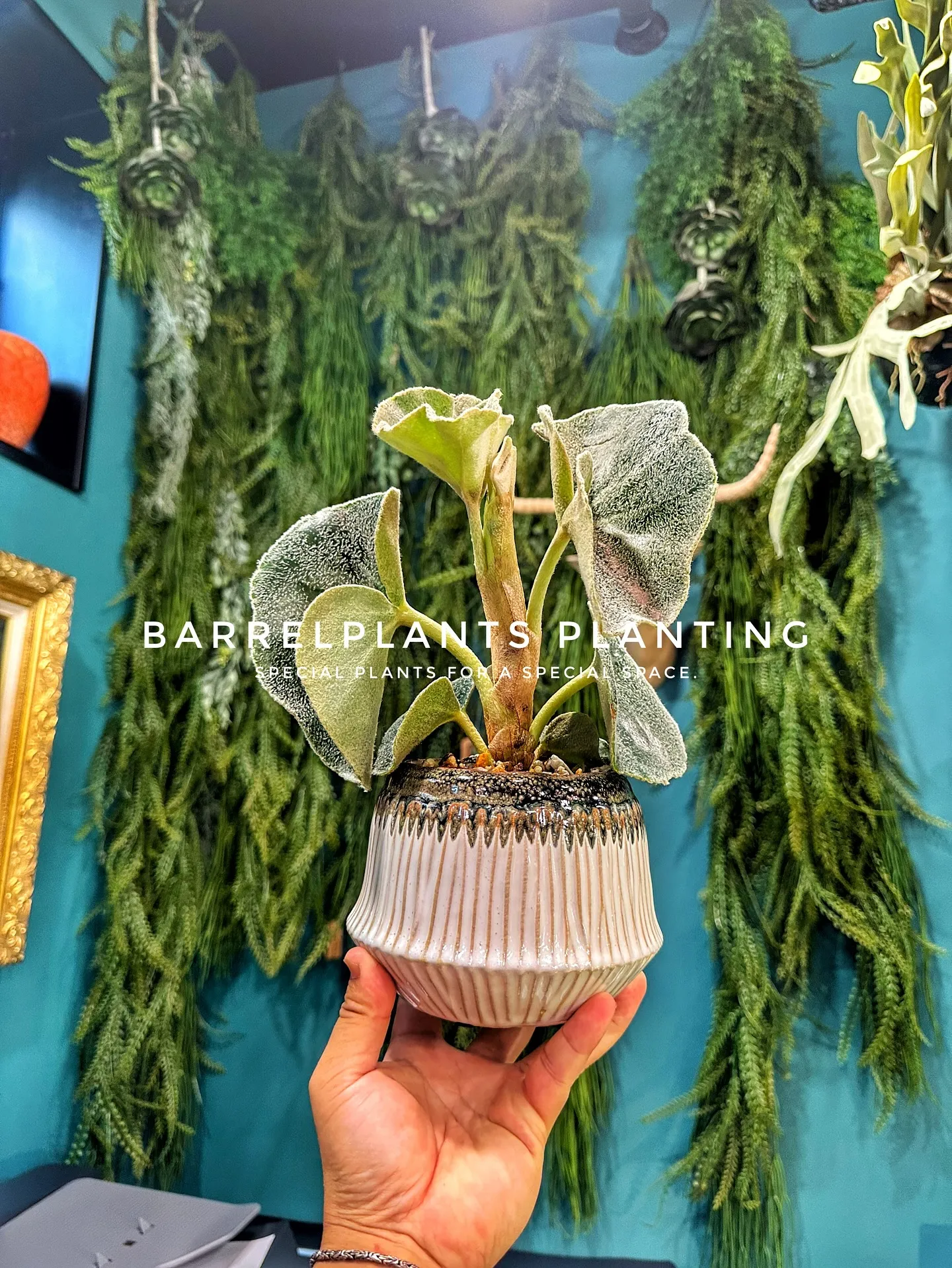 【植え込み完了！たくさんの植物で皆さまのご来店お待ちしており...