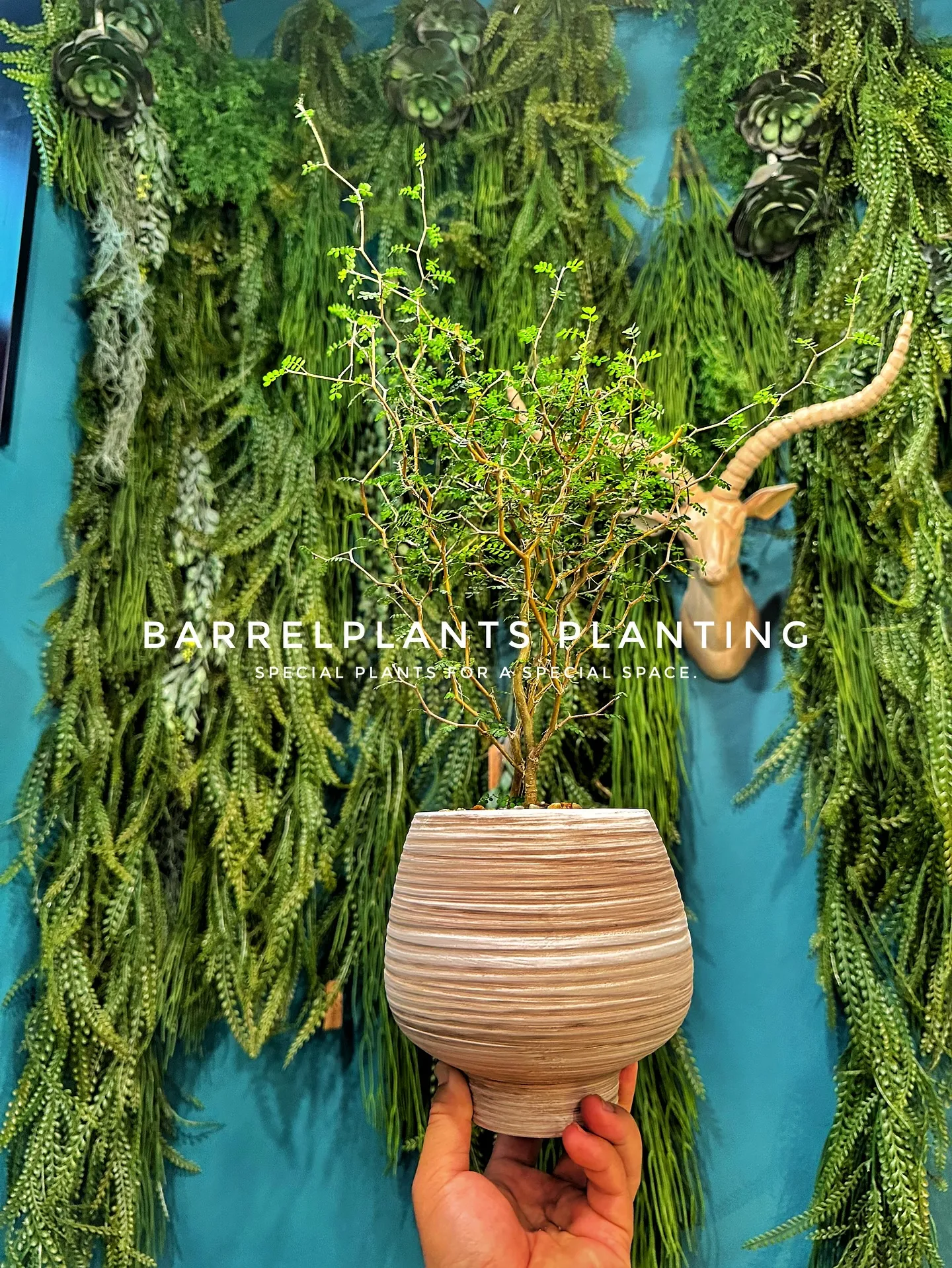 【植え込み完了！たくさんの植物で皆さまのご来店お待ちしており...